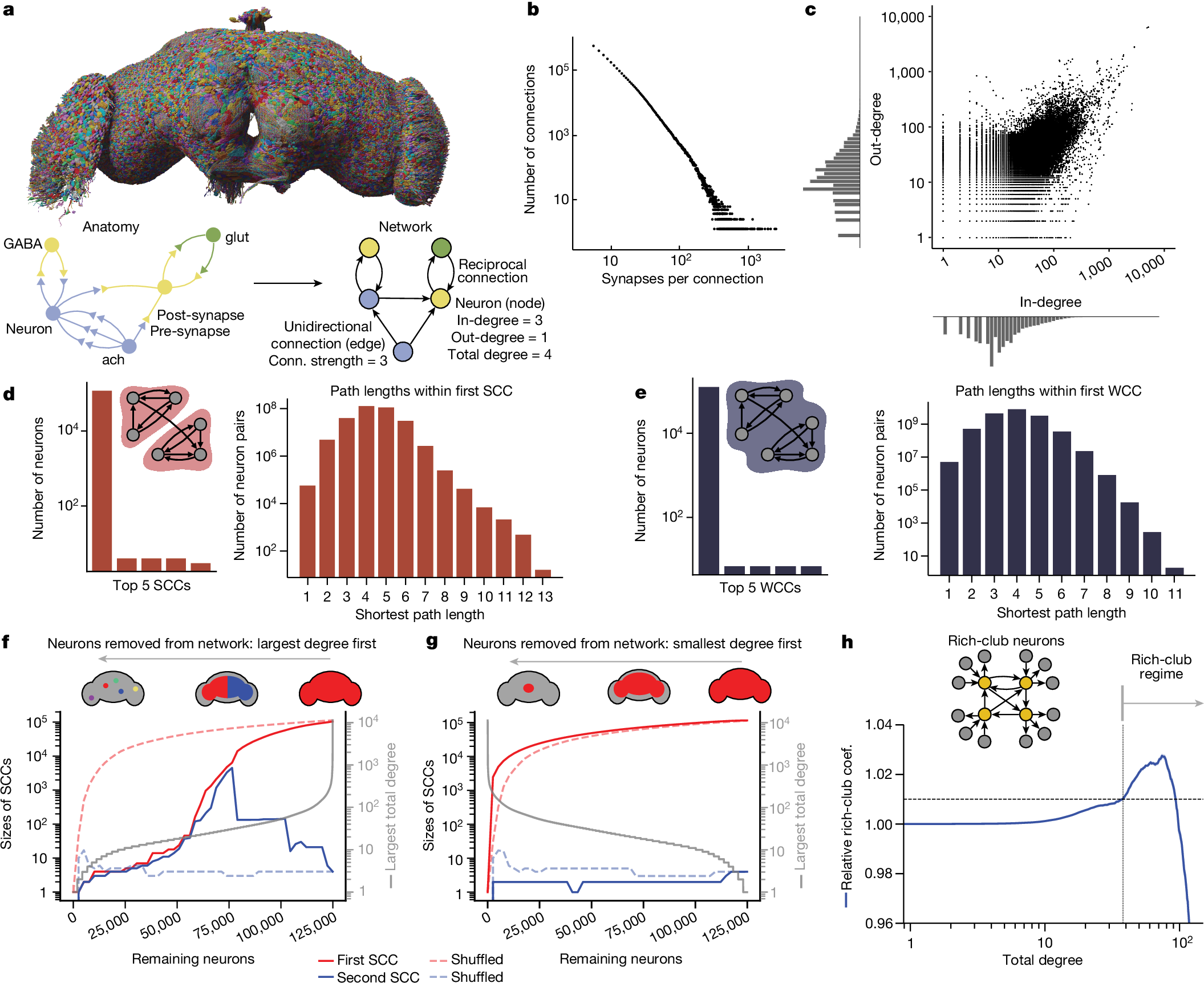 Network statistics of the whole-brain connectome of Drosophila