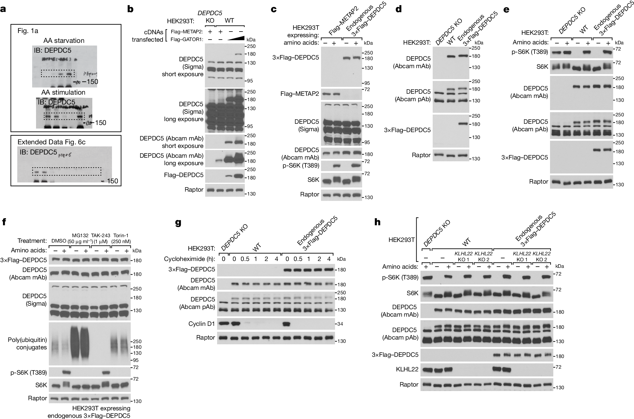 Amino acids and KLHL22 do not activate mTORC1 via DEPDC5 degradation