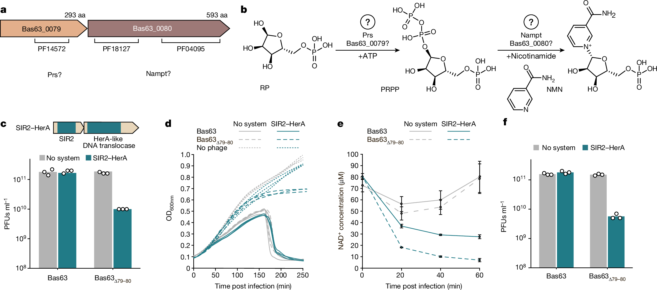 how to reconstitute glutathione 1200 mg Phages reconstitute NAD+ to counter bacterial immunity