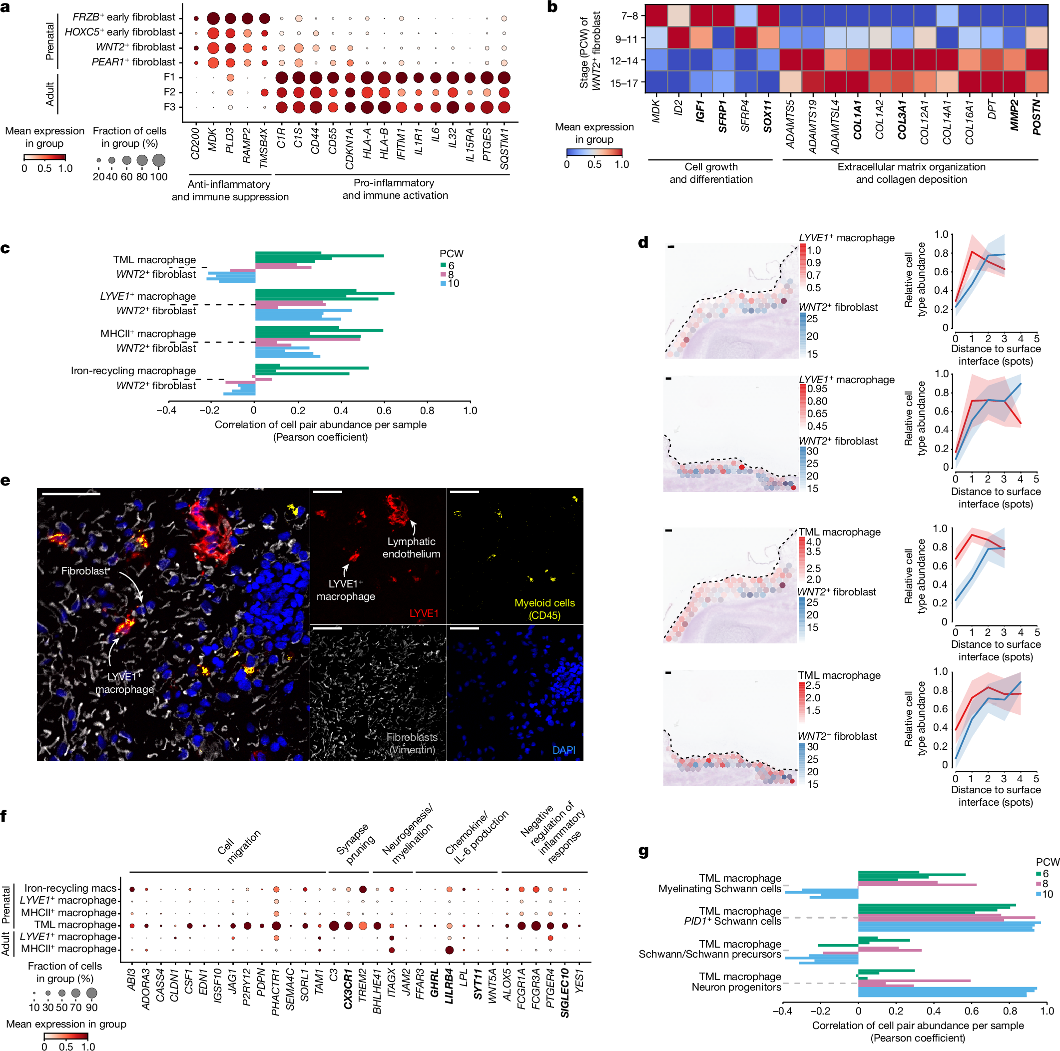 Fig. 3: Early dermal fibroblasts and macrophages potentially contribute to scarless skin healing.