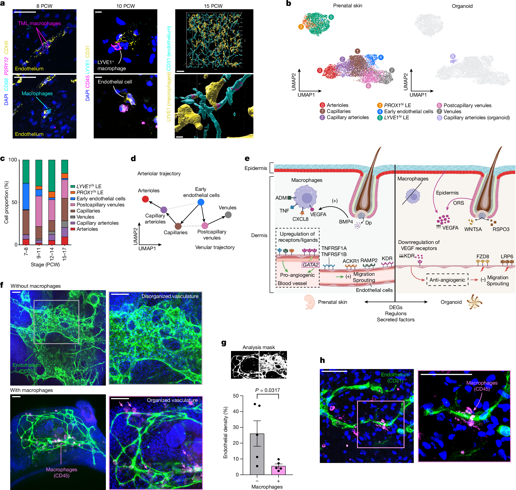 Fig. 4: Macrophages support prenatal skin angiogenesis.