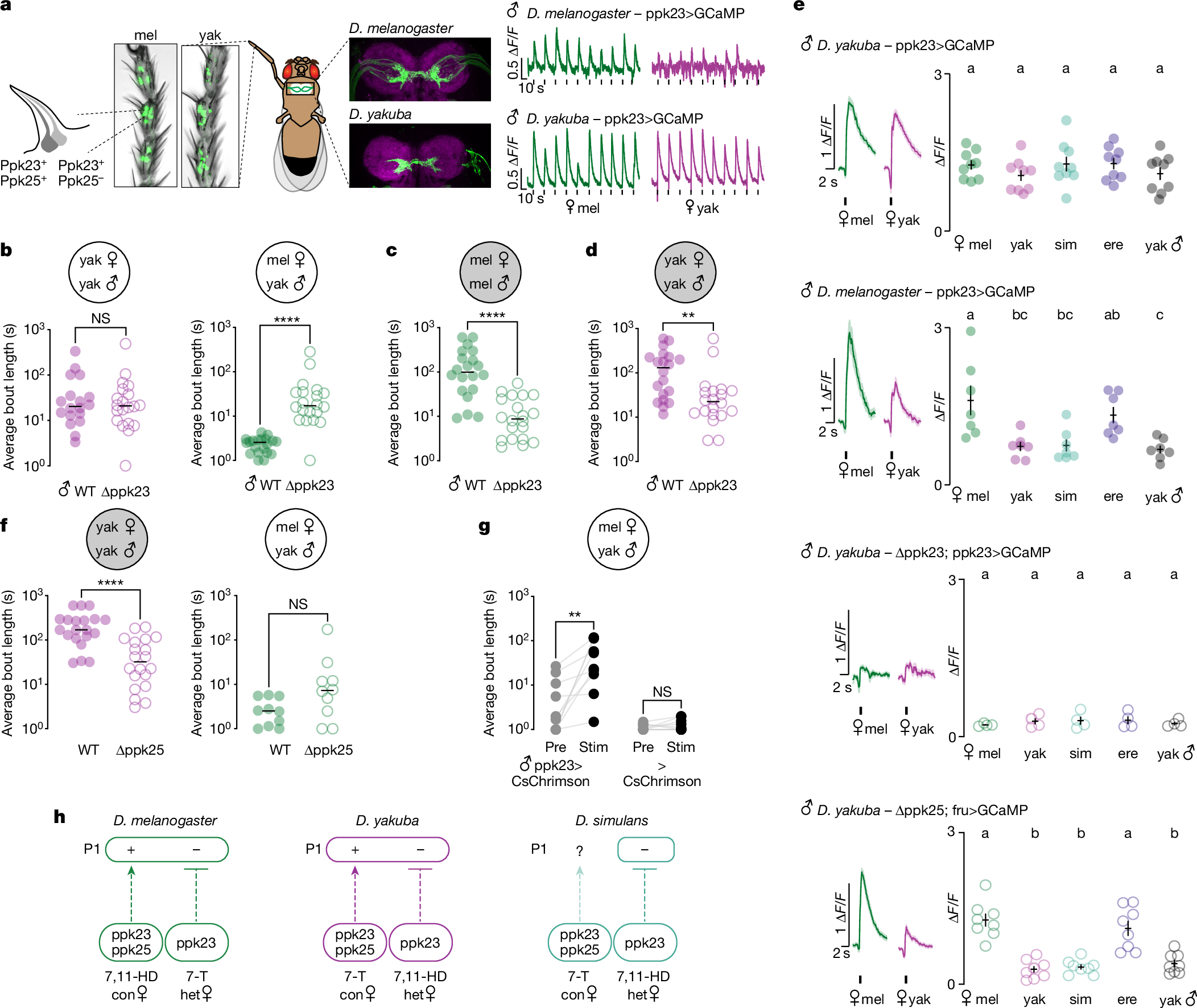 Fig. 3: Altered pheromone sensitivity in D. yakuba sensory neurons.