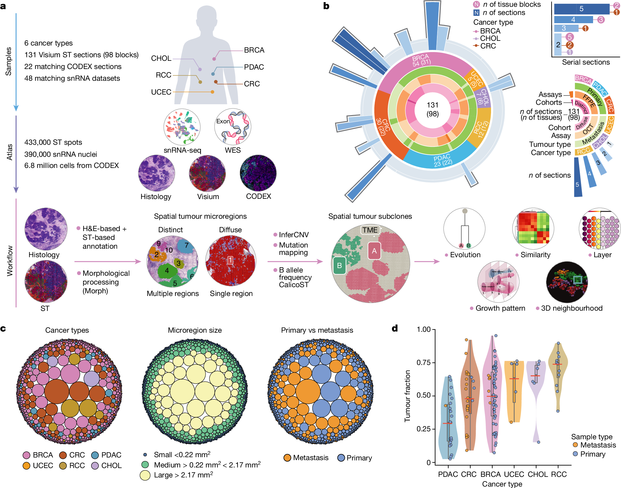腫瘍の複雑さが3Dで明らかに(Complexity of tumors revealed in 3D)