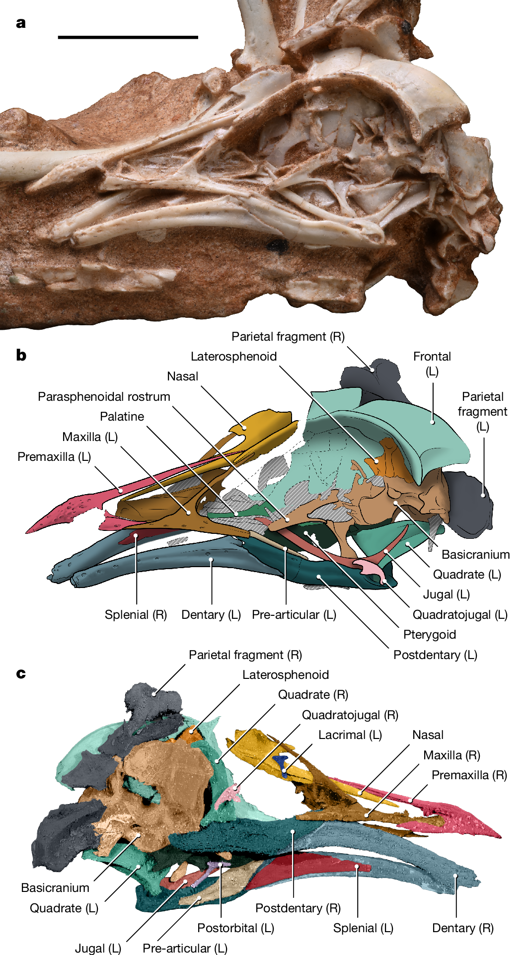 恐竜時代の鳥の脳、鳥類の知能のルーツを解明(Bird brain from the age of dinosaurs reveals roots of avian intelligence)