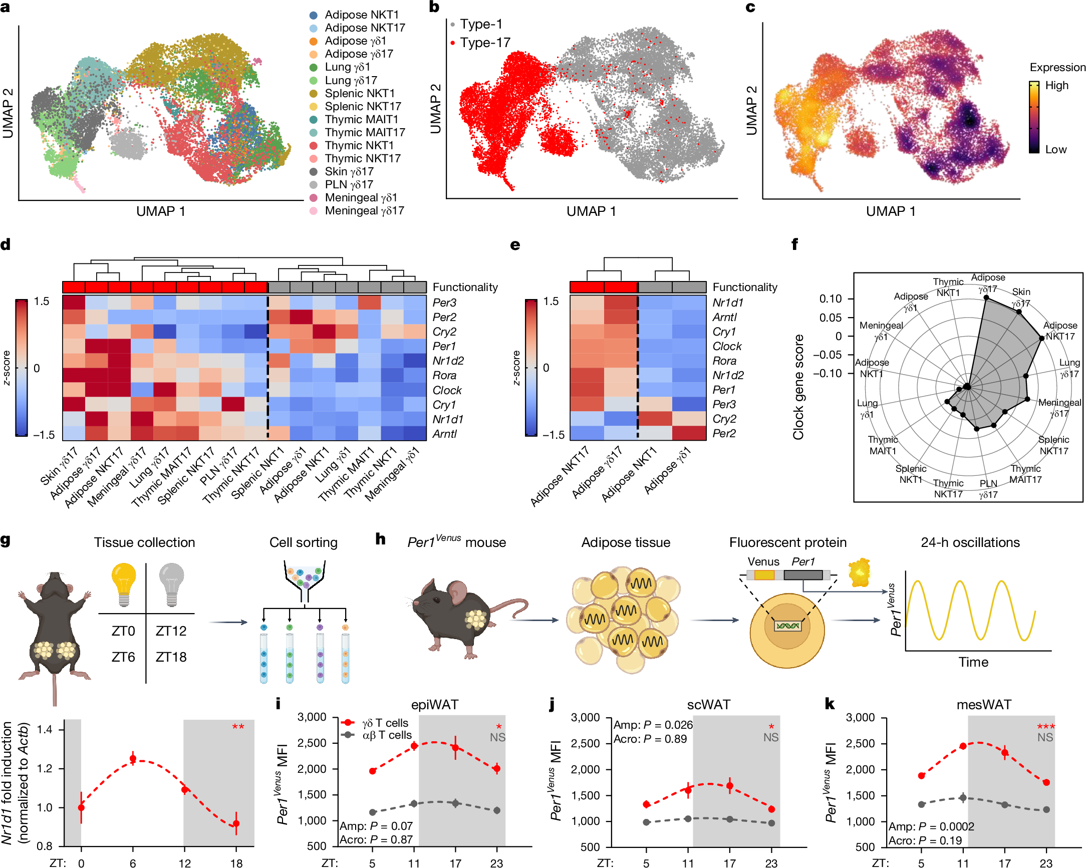 Rhythmic IL-17 production by γδ T cells maintains adipose de novo 