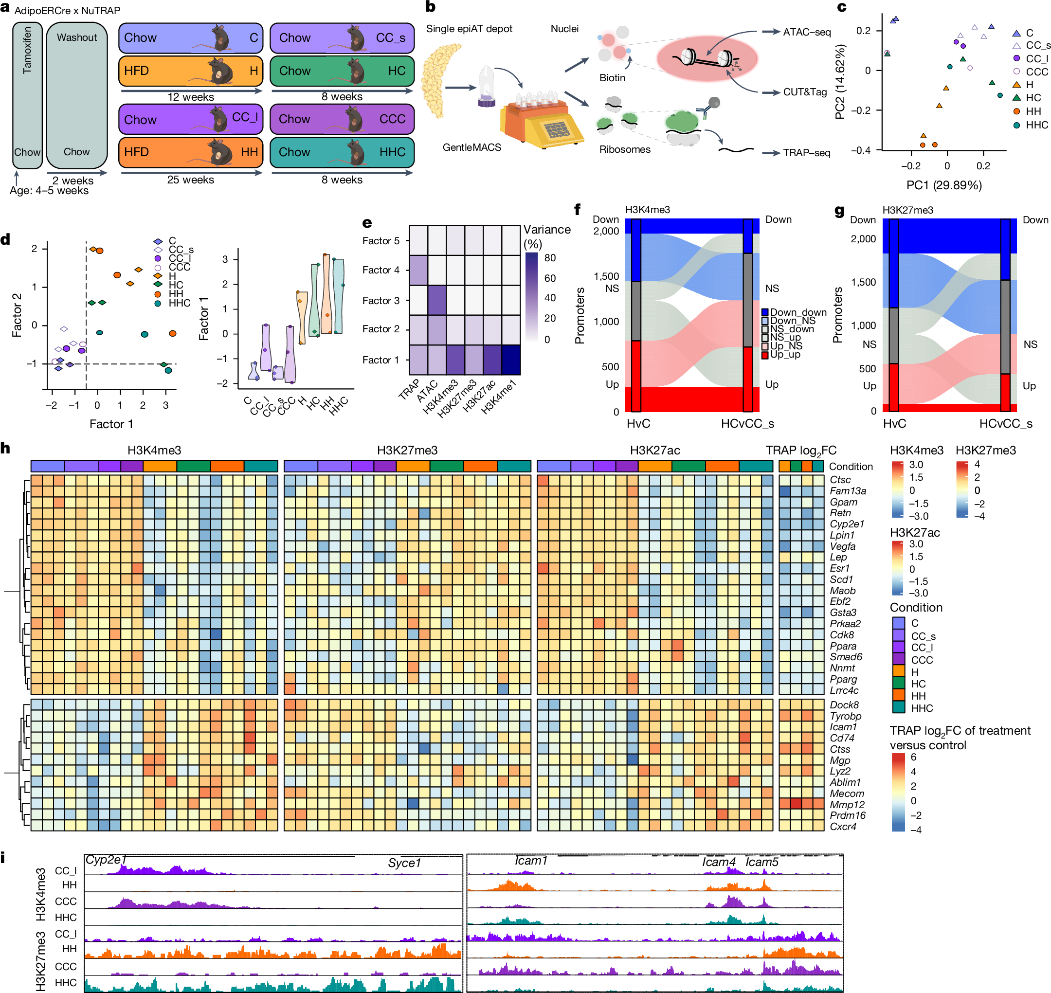 Fig. 3: Adipocyte promoters retain an epigenetic memory.