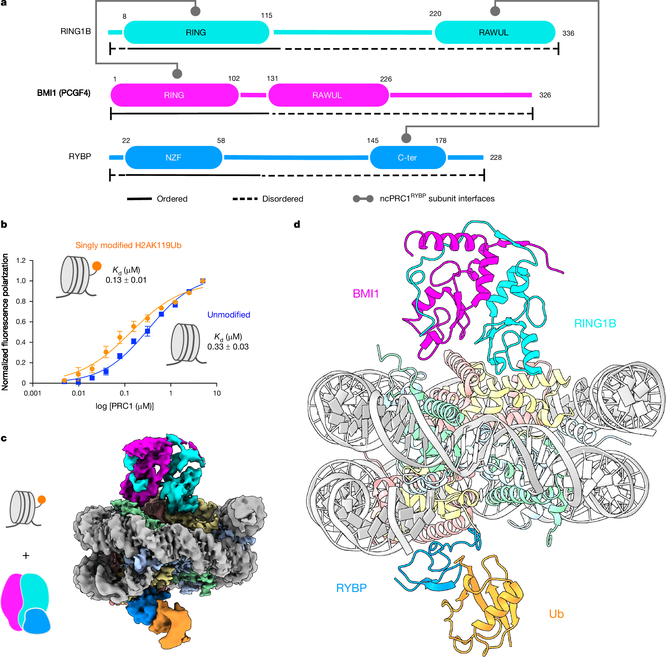 Read–write mechanisms of H2A ubiquitination by Polycomb repressive complex  1 | Nature, image size:2168x2144