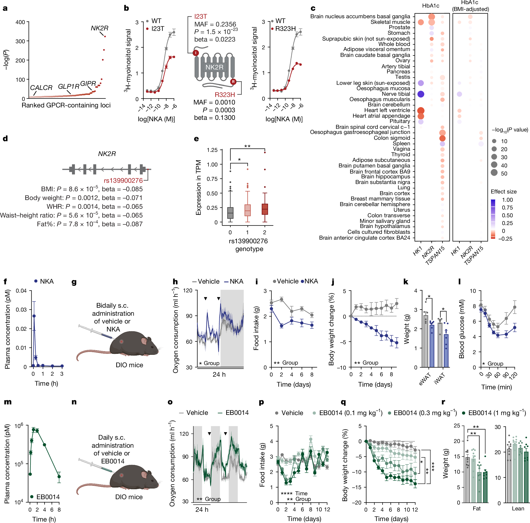 NK2R control of energy expenditure and feeding to treat metabolic diseases 