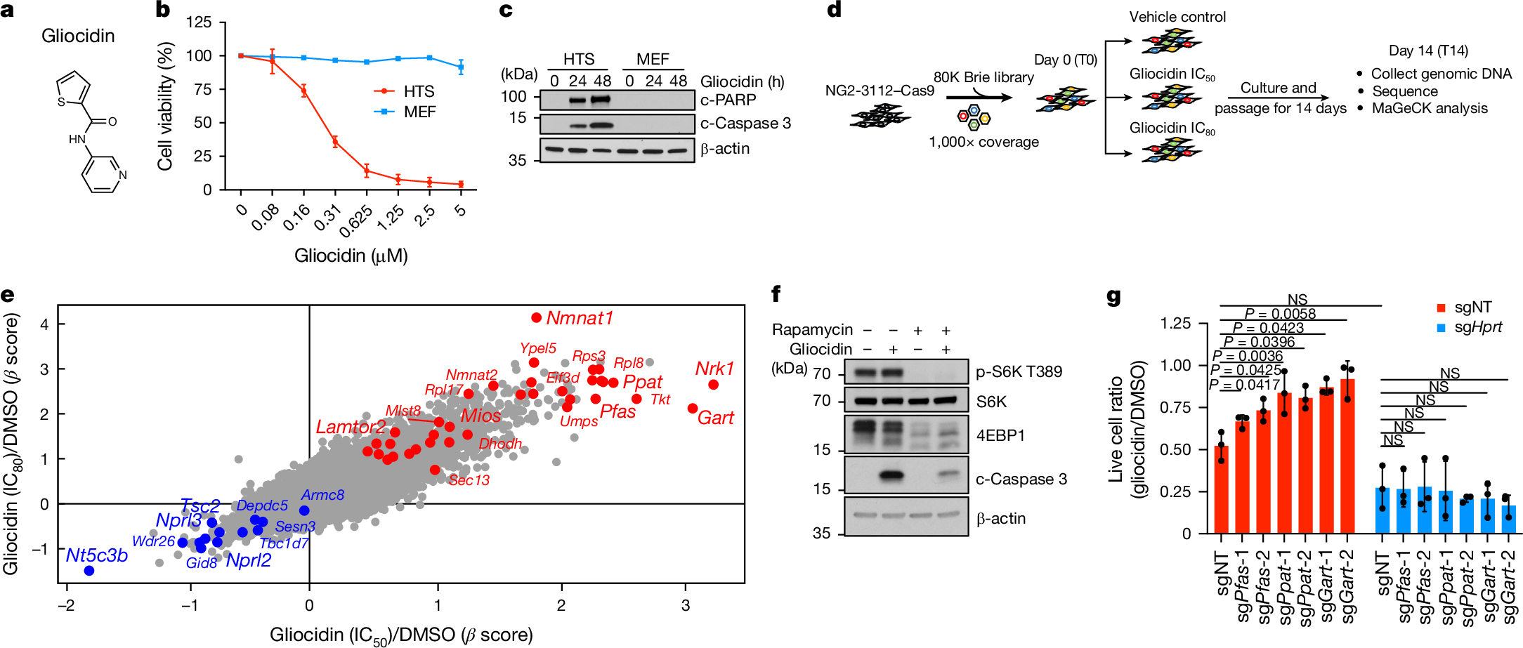 Gliocidin is a nicotinamide-mimetic prodrug that targets glioblastoma