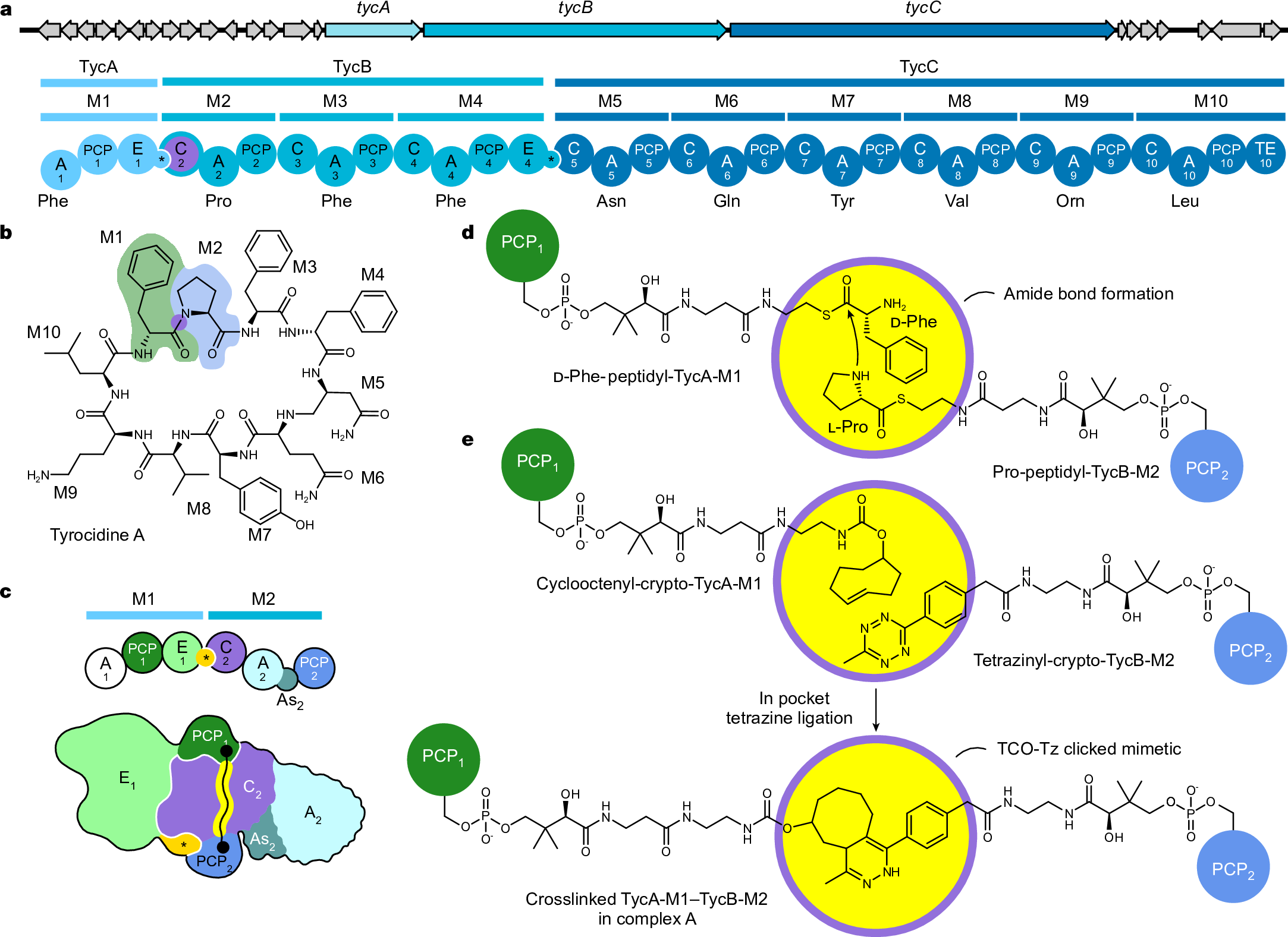 Crosslinking intermodular condensation in non-ribosomal peptide  biosynthesis | Nature