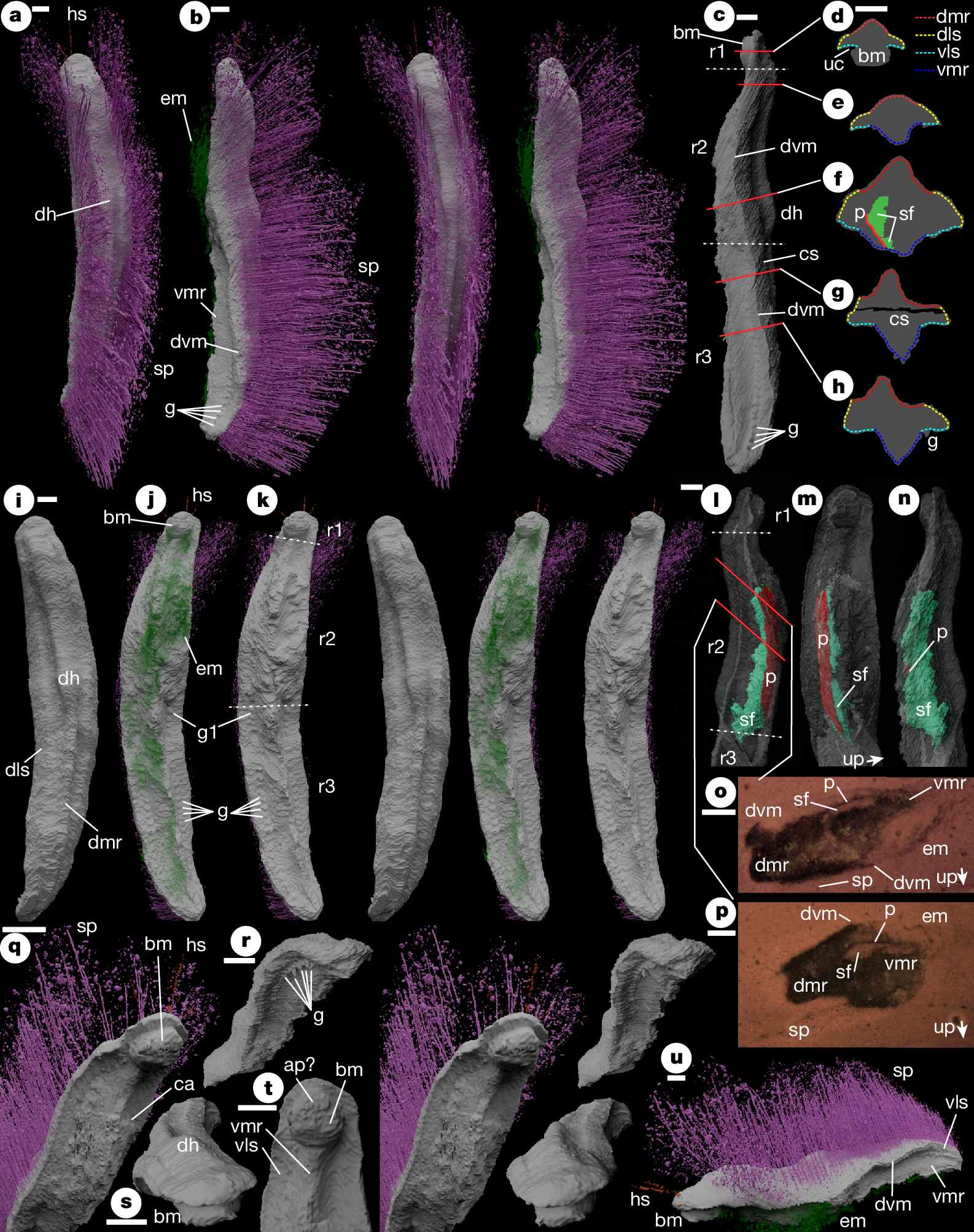 パンクとエモの化石が古代の軟体動物への理解を覆す (Punk and Emo fossils challenge our understanding of ancient molluscs)