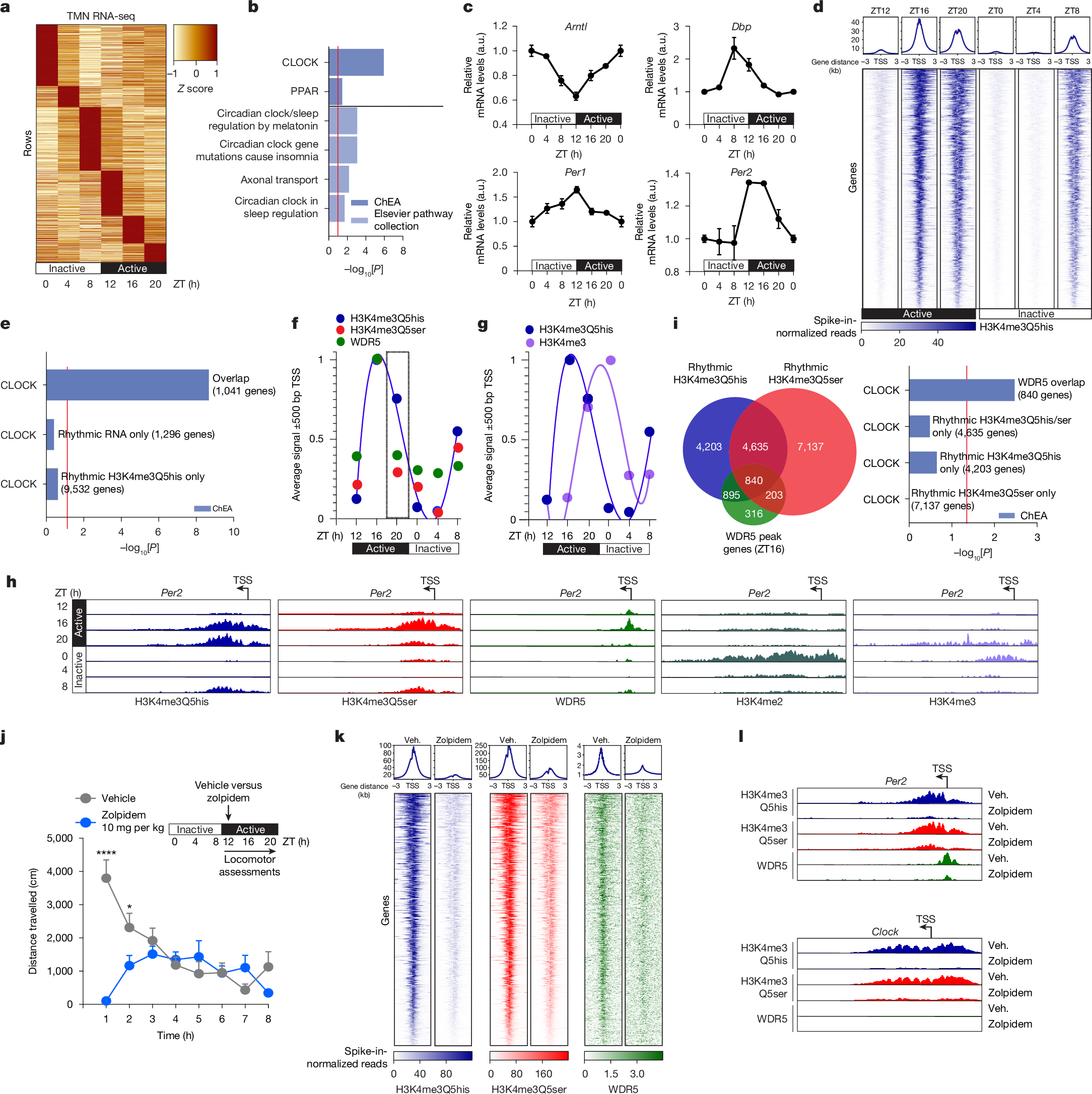 Fig. 3: Neural H3Q5 monoaminylations are diurnally rhythmic.