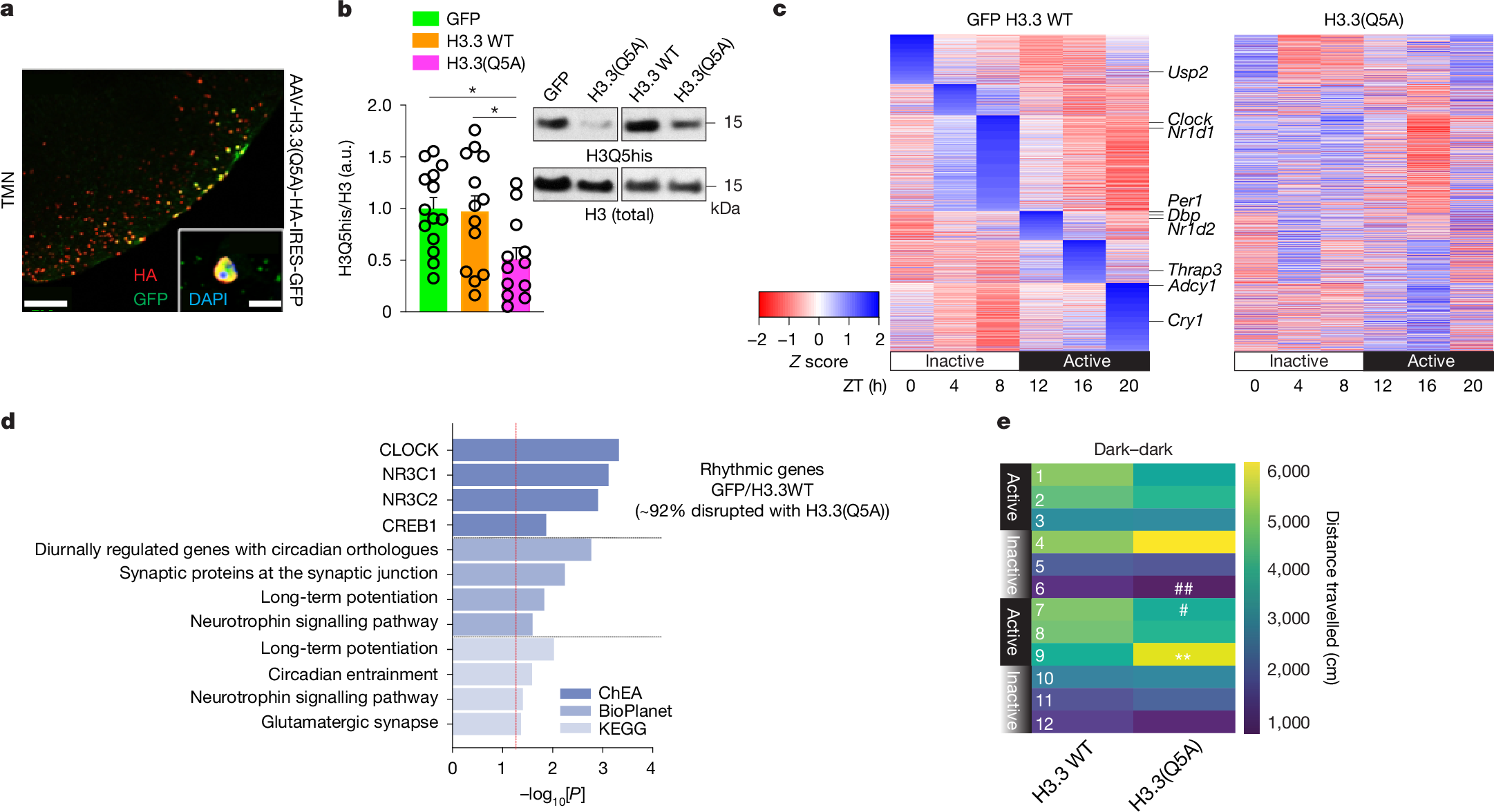 Fig. 4: H3Q5 monoaminylations causally contribute to transcriptional and behavioural rhythmicity.