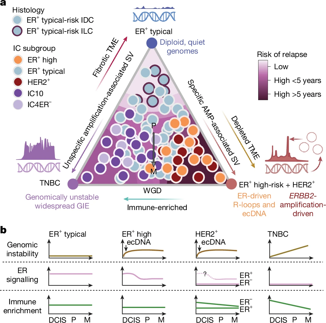 Complex rearrangements fuel ER+ and HER2+ breast tumours