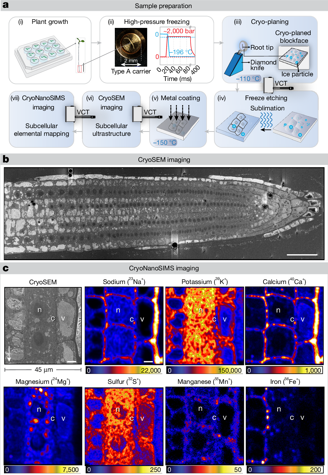 極低温顕微鏡が食料安全保障を強化する可能性を発見 (How cryogenic microscopy could help strengthen food security)