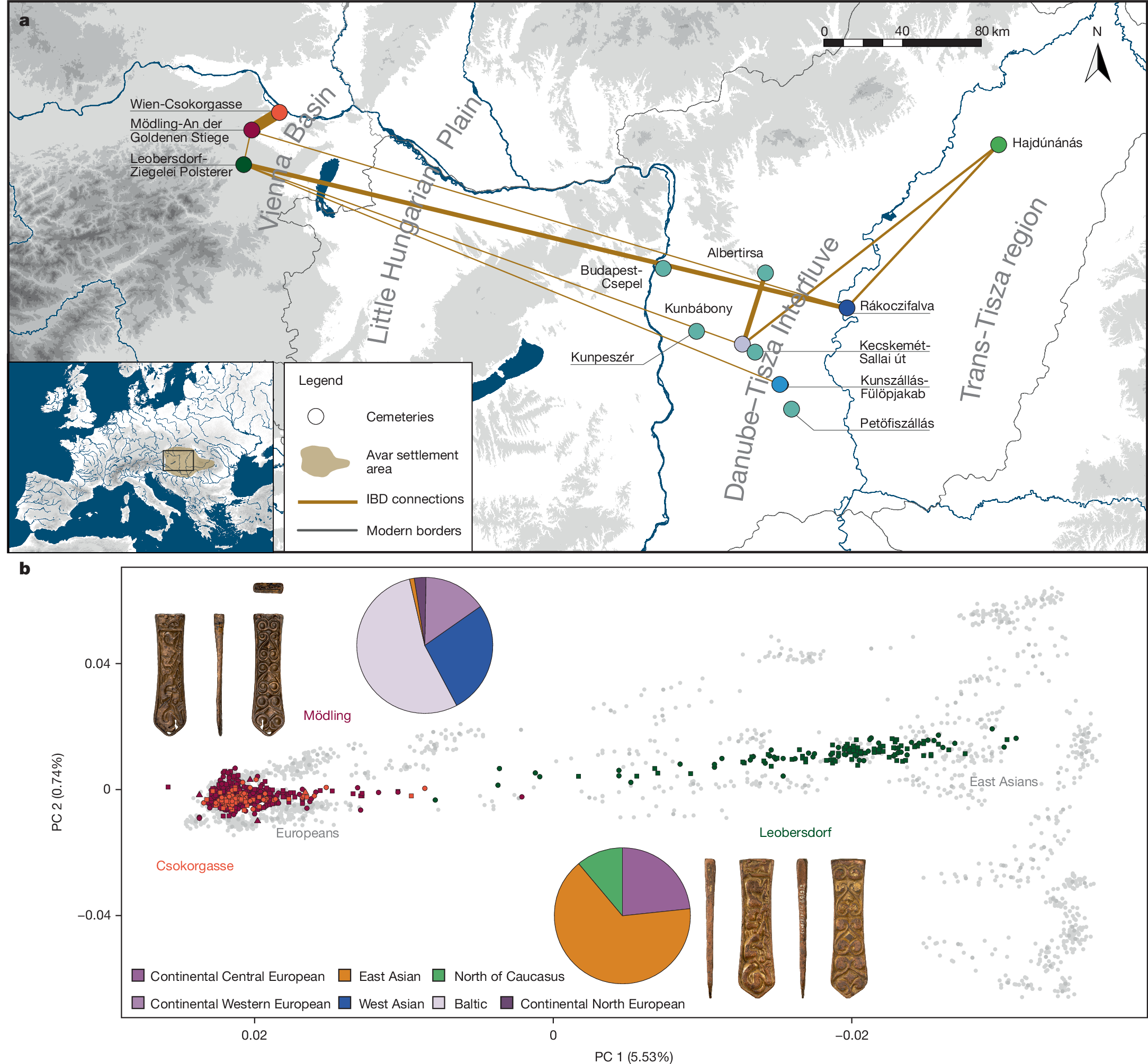 進化的異なる集団の融合を示す古代ゲノム研究 (Ancient genomes show integration of genetically different groups)