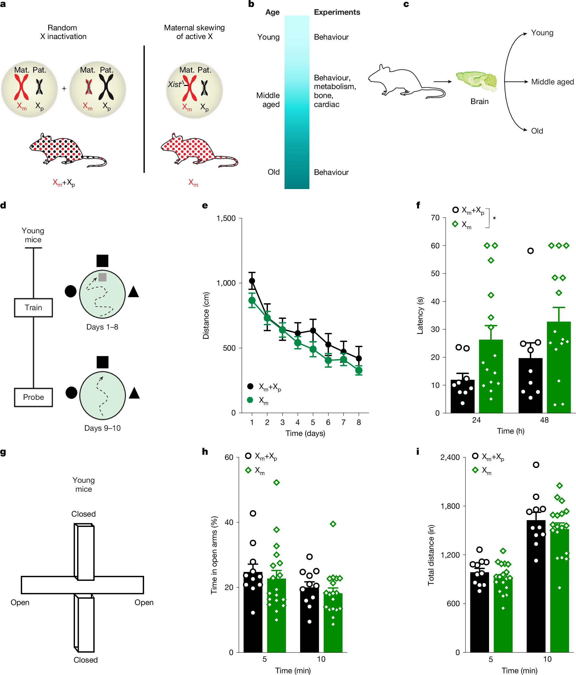 Fig. 1: The Xm chromosome impairs spatial memory in young female mice.