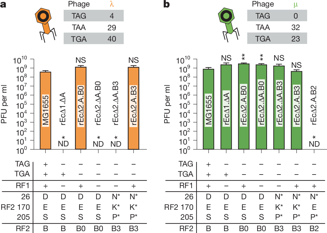 Fig. 3: Characterization of release factor variants using phage assays.