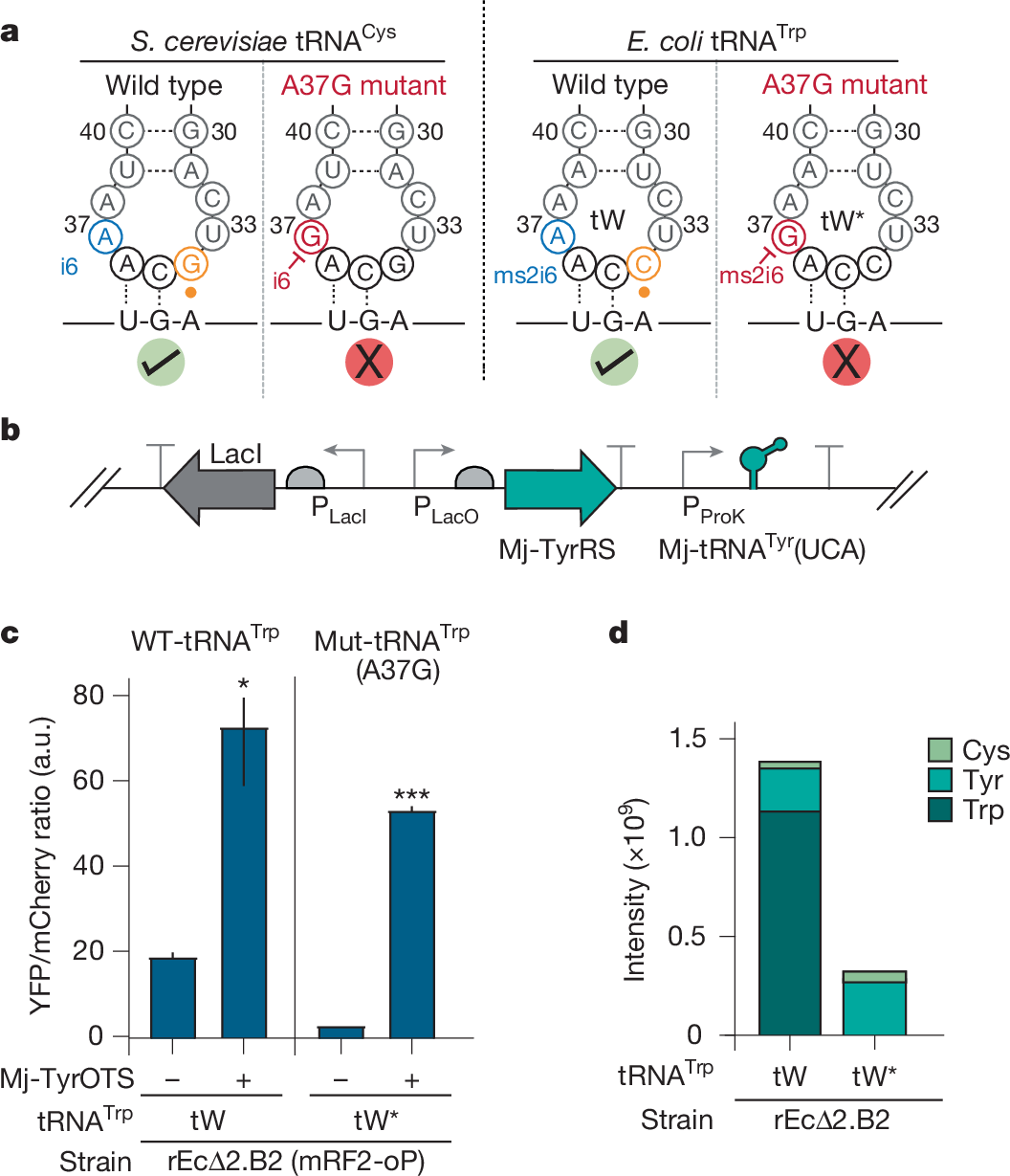 Fig. 4: Engineering tRNATrp to mitigate UGA suppression.