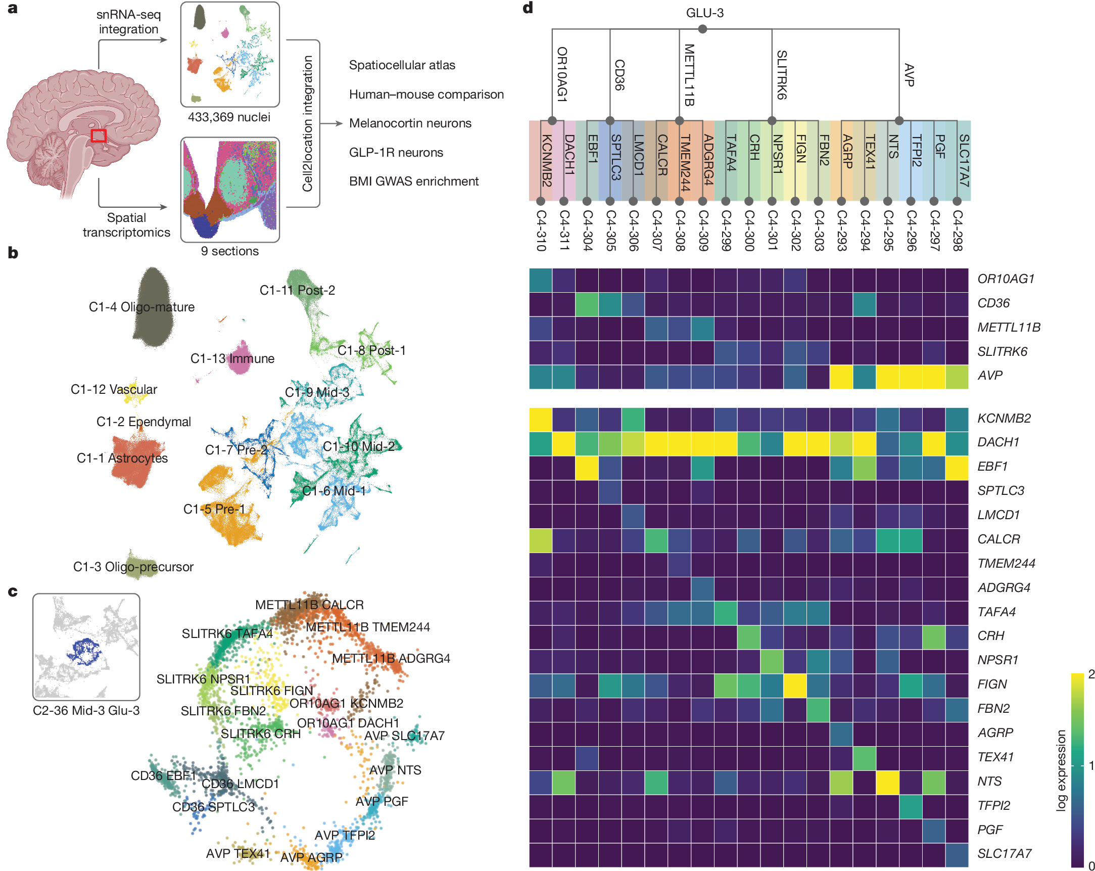 視床下部の細胞地図の作成(Cell atlas of the human hypothalamus)