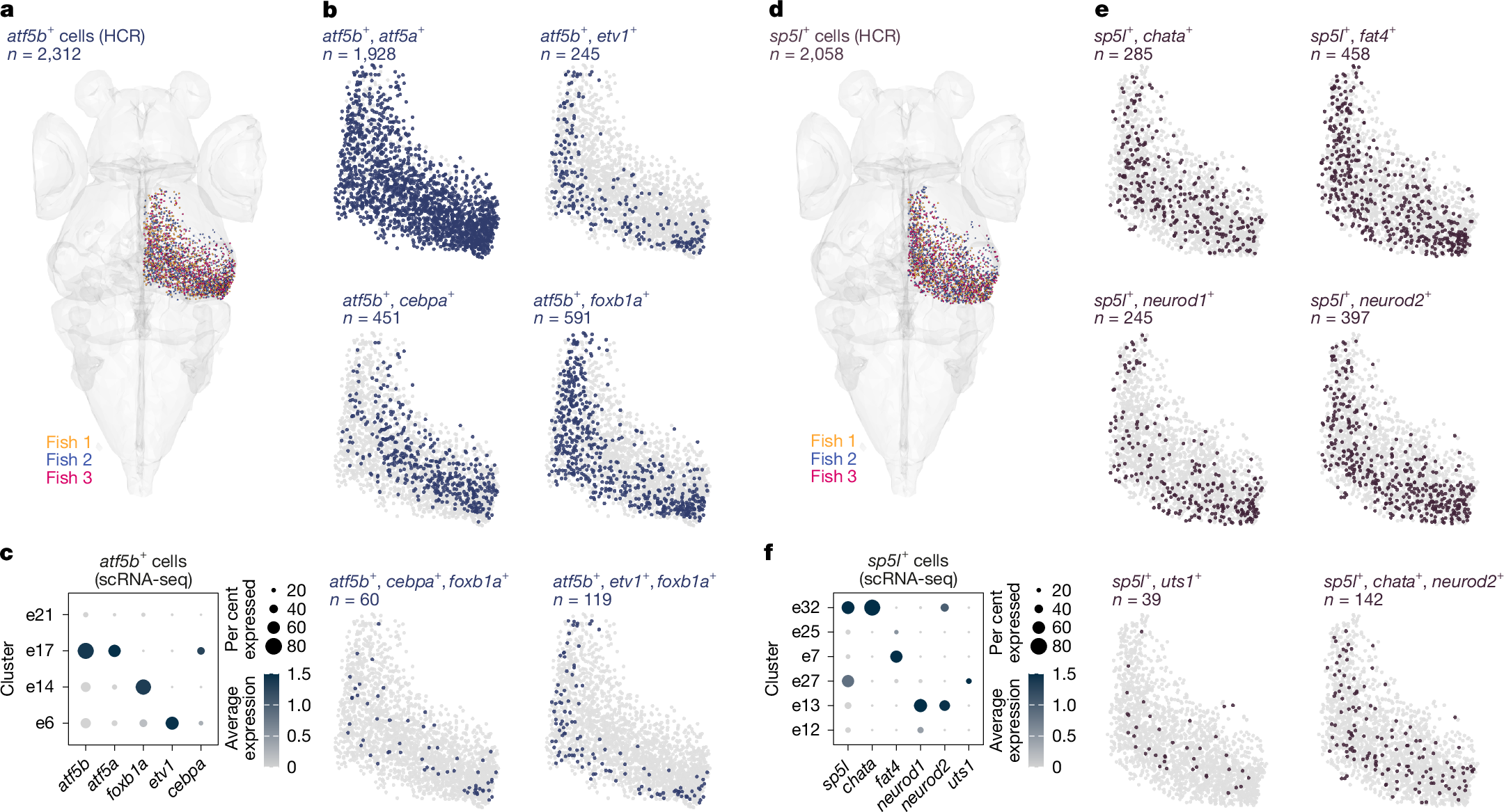 Fig. 3: Combinatorial expression of t-type marker genes separates subtypes along the anatomical axes of the OT.