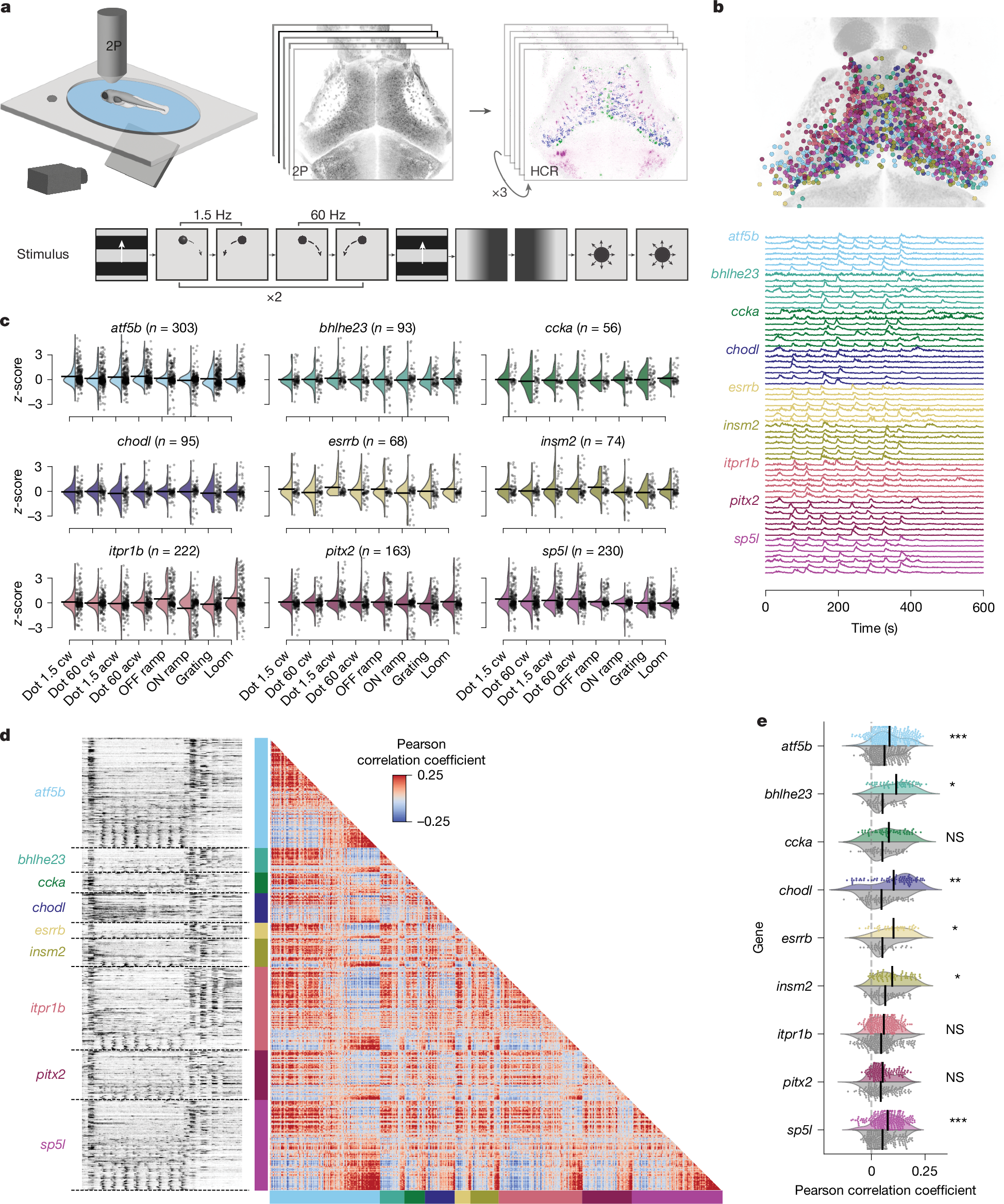 Fig. 4: Neurons of a specific t-type show diverse visual responses and form coherent functional subclusters.