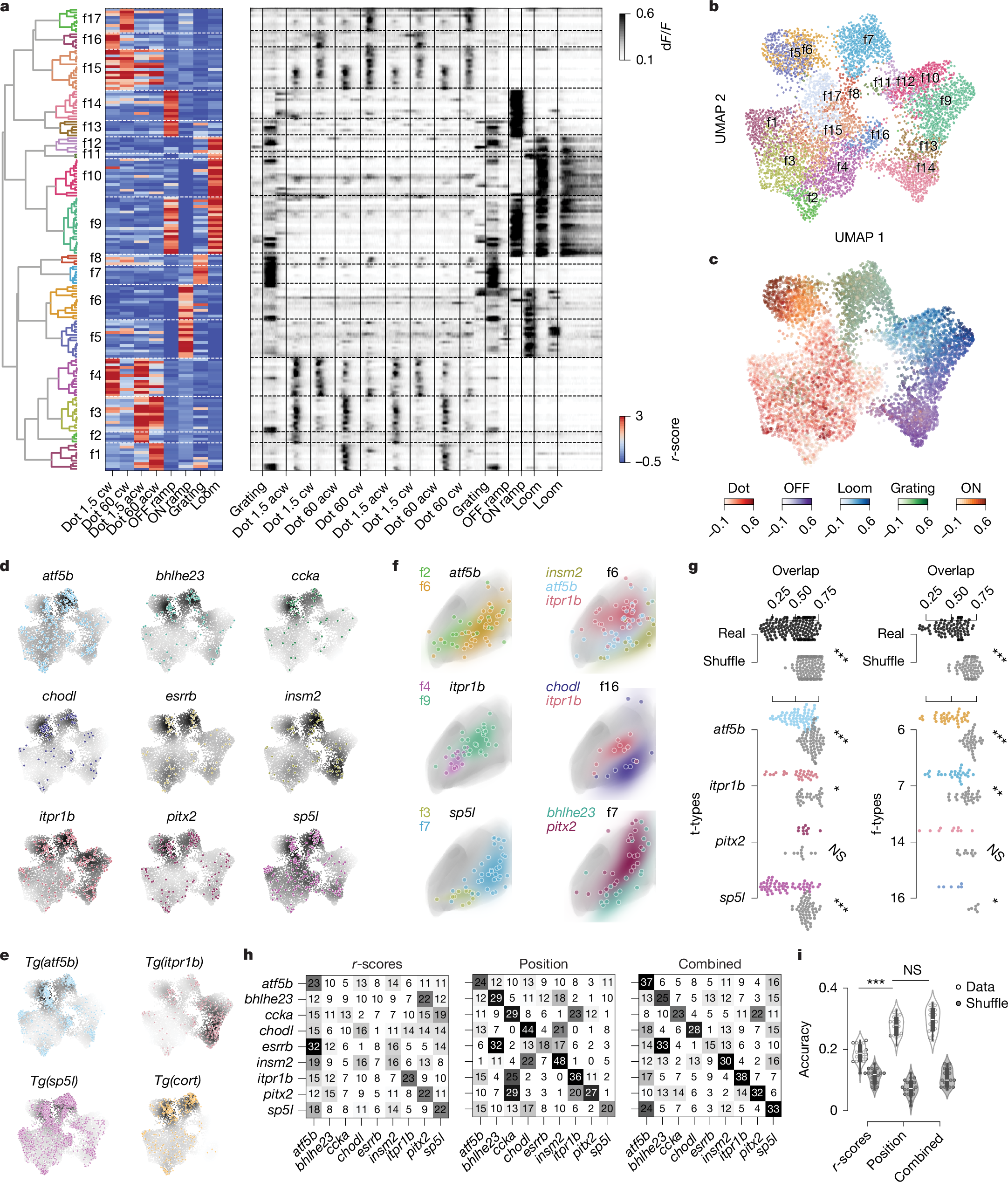 Fig. 5: Localization in functional and anatomical space varies between t-types.