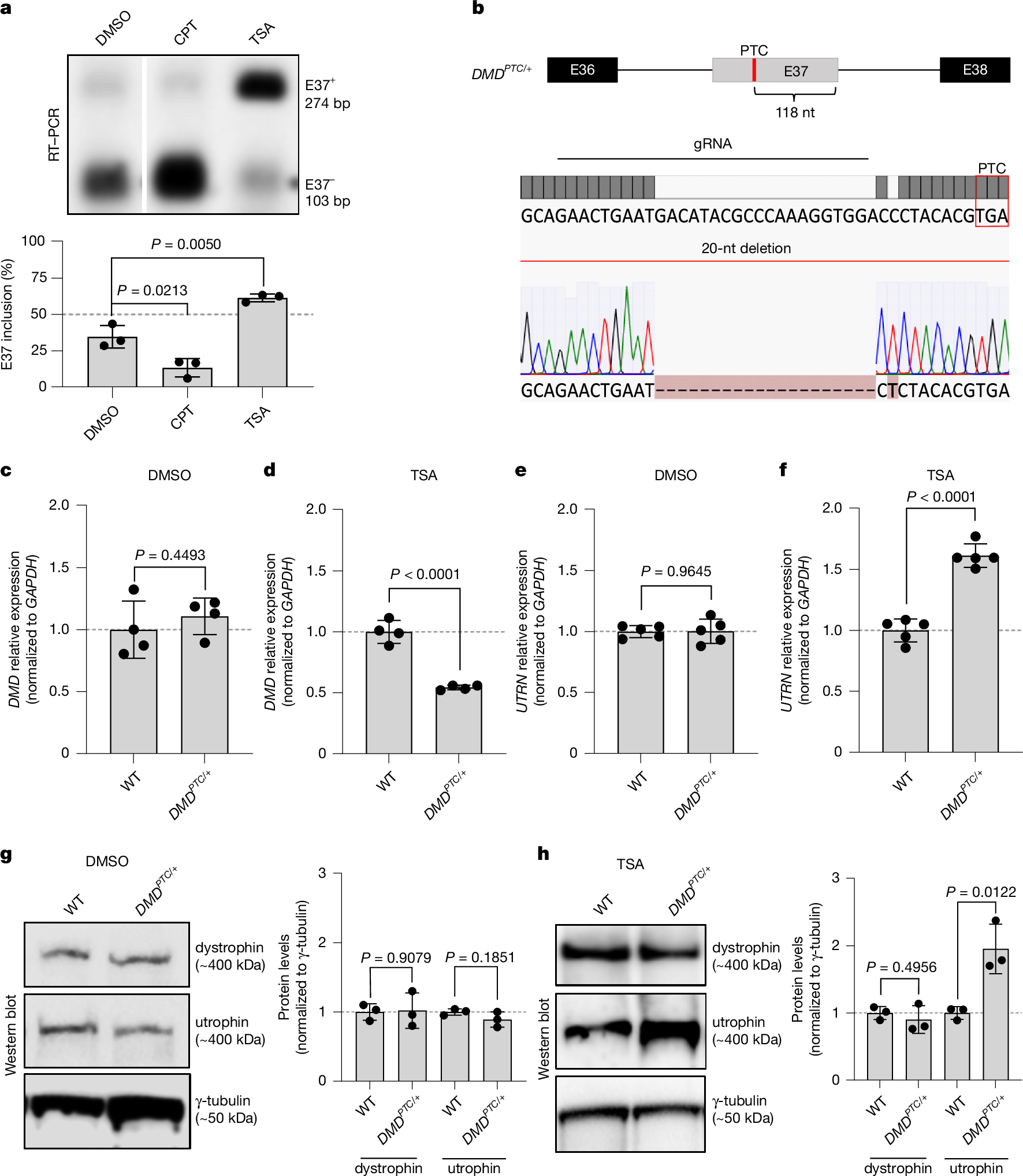 筋萎縮症の治療メカニズムを発見 (Mechanism for treating muscle wasting discovered)