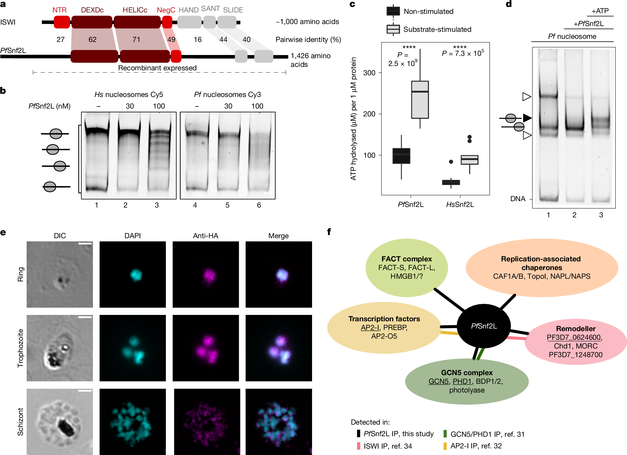 新しい抗マラリア薬のクラスを発見 (Promising new class of antimalarial drugs discovered)