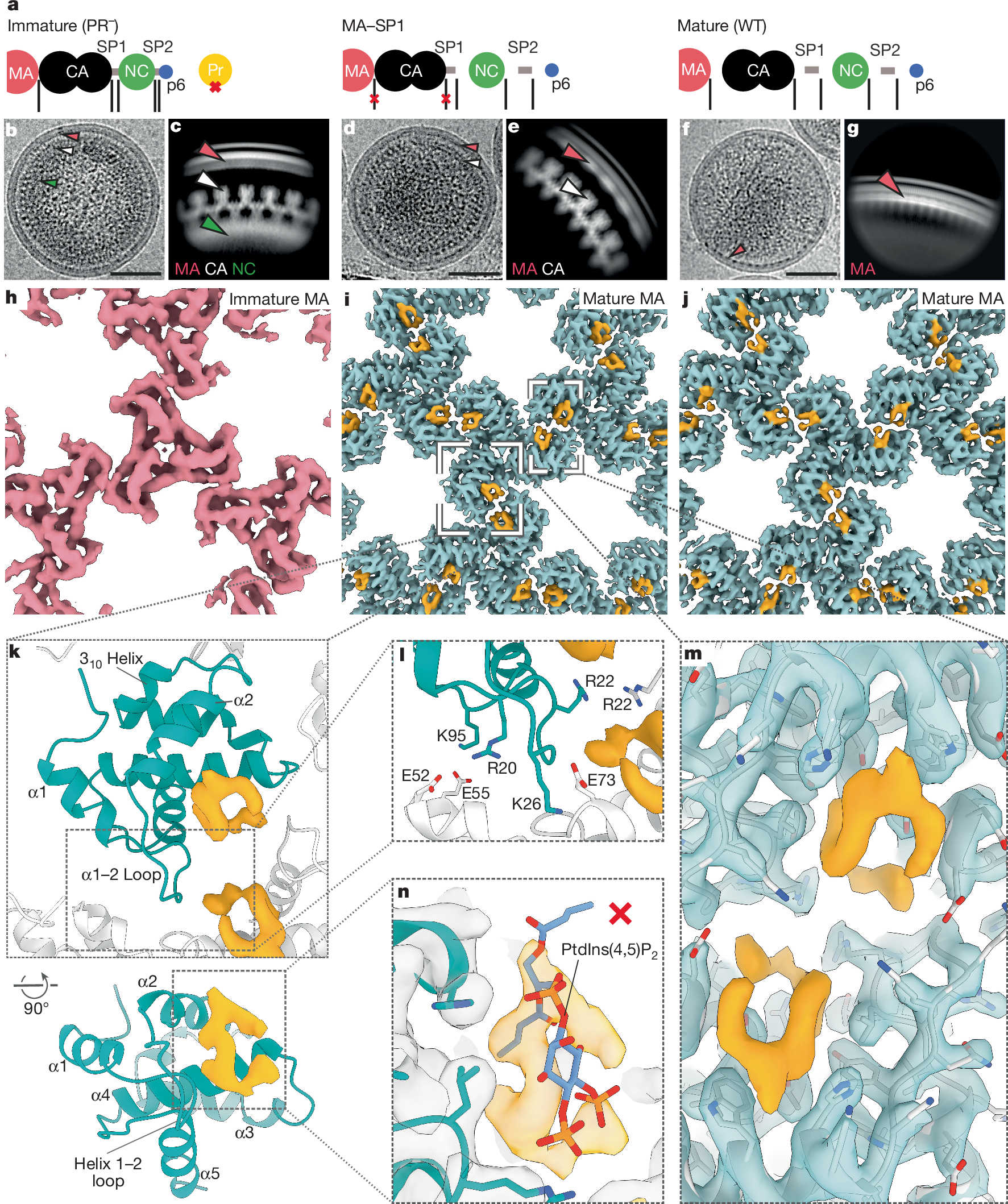 HIVの未知の成分の機能を解明(Scientists discover the function of a mysterious HIV component)