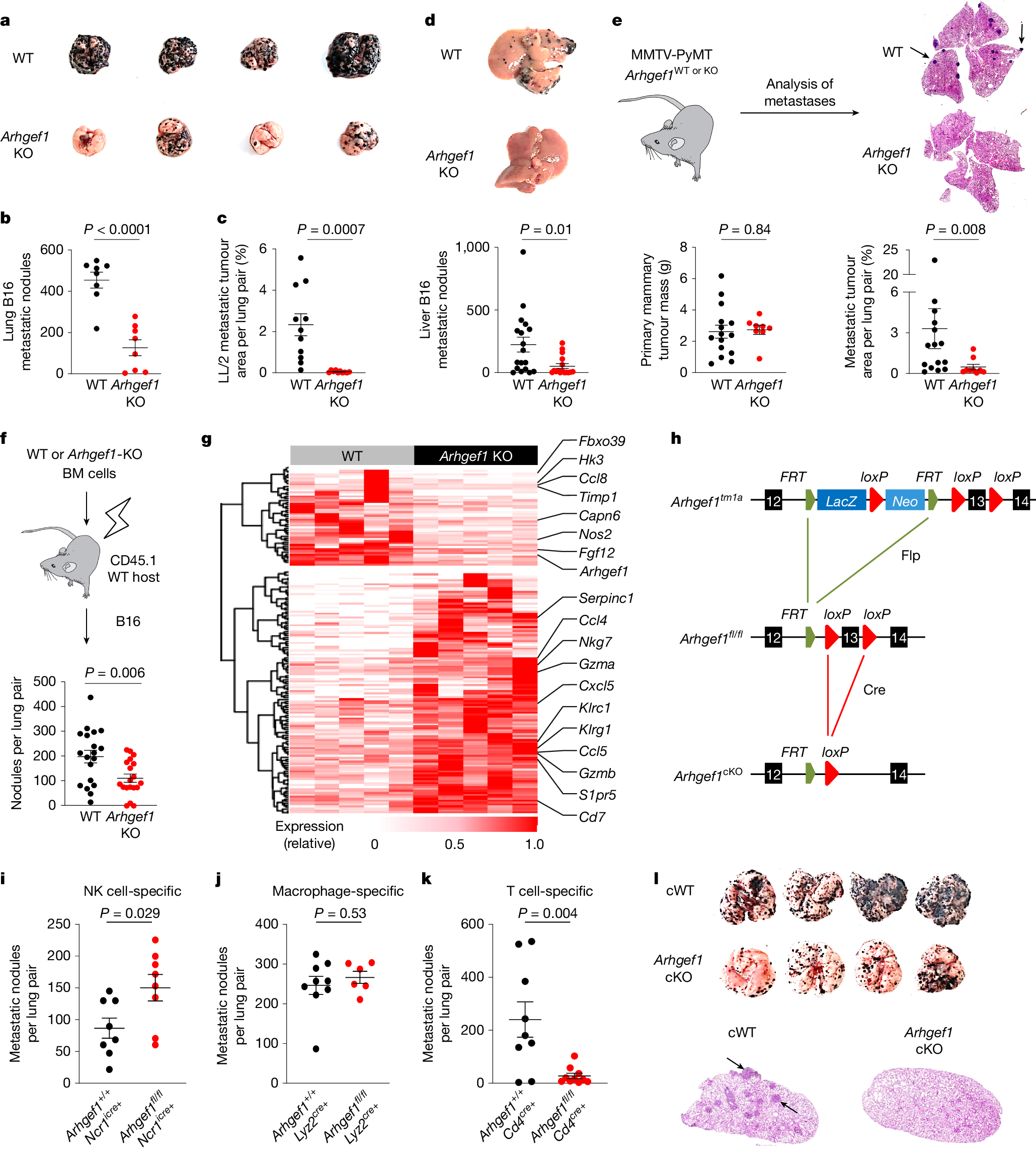 アスピリンが特定のがんの転移を防ぐ可能性 (How aspirin could prevent some cancers from spreading)