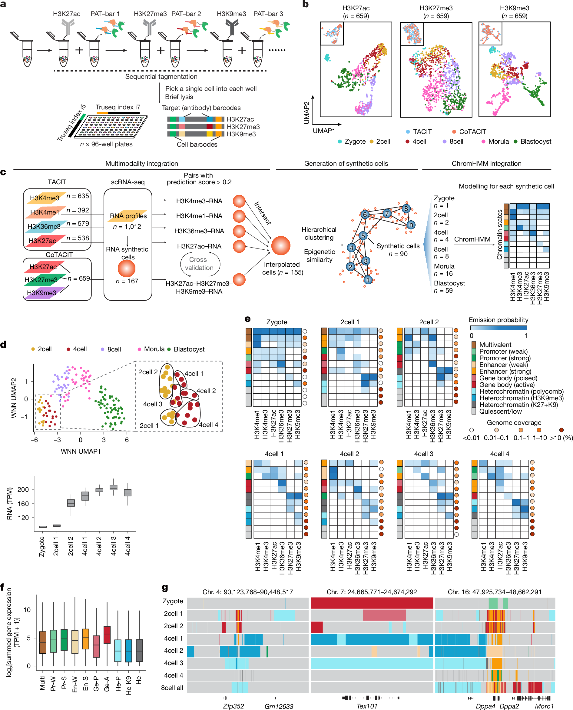 Fig. 2: Single-cell ensembles of integrated histone modifications reveal early heterogeneities in 2cell embryos.