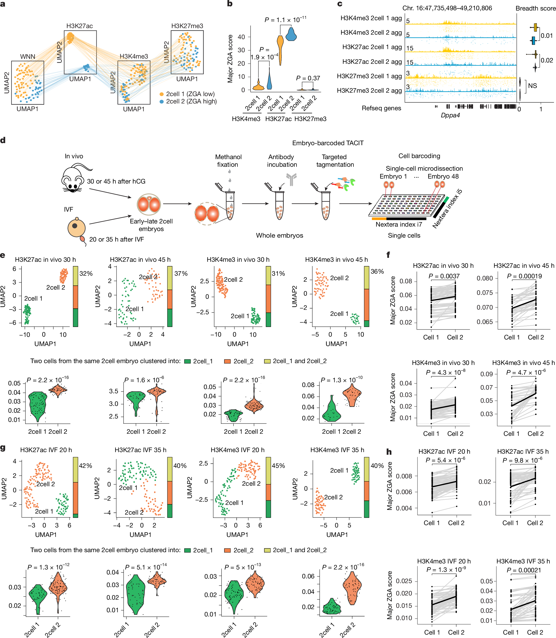 Fig. 3: Validation of 2cell stage heterogeneity with embryo-barcoded TACIT and CoTACIT.