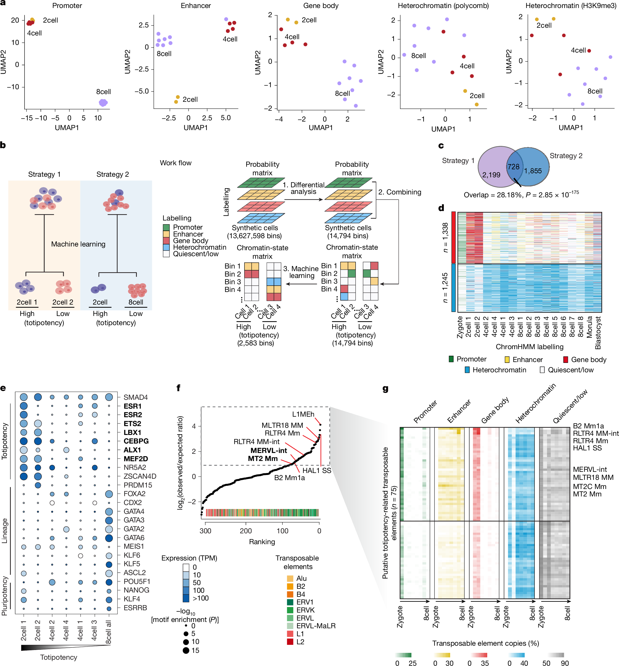 Fig. 4: Integrated single-cell hidden chromatin states define totipotency and putative regulators.