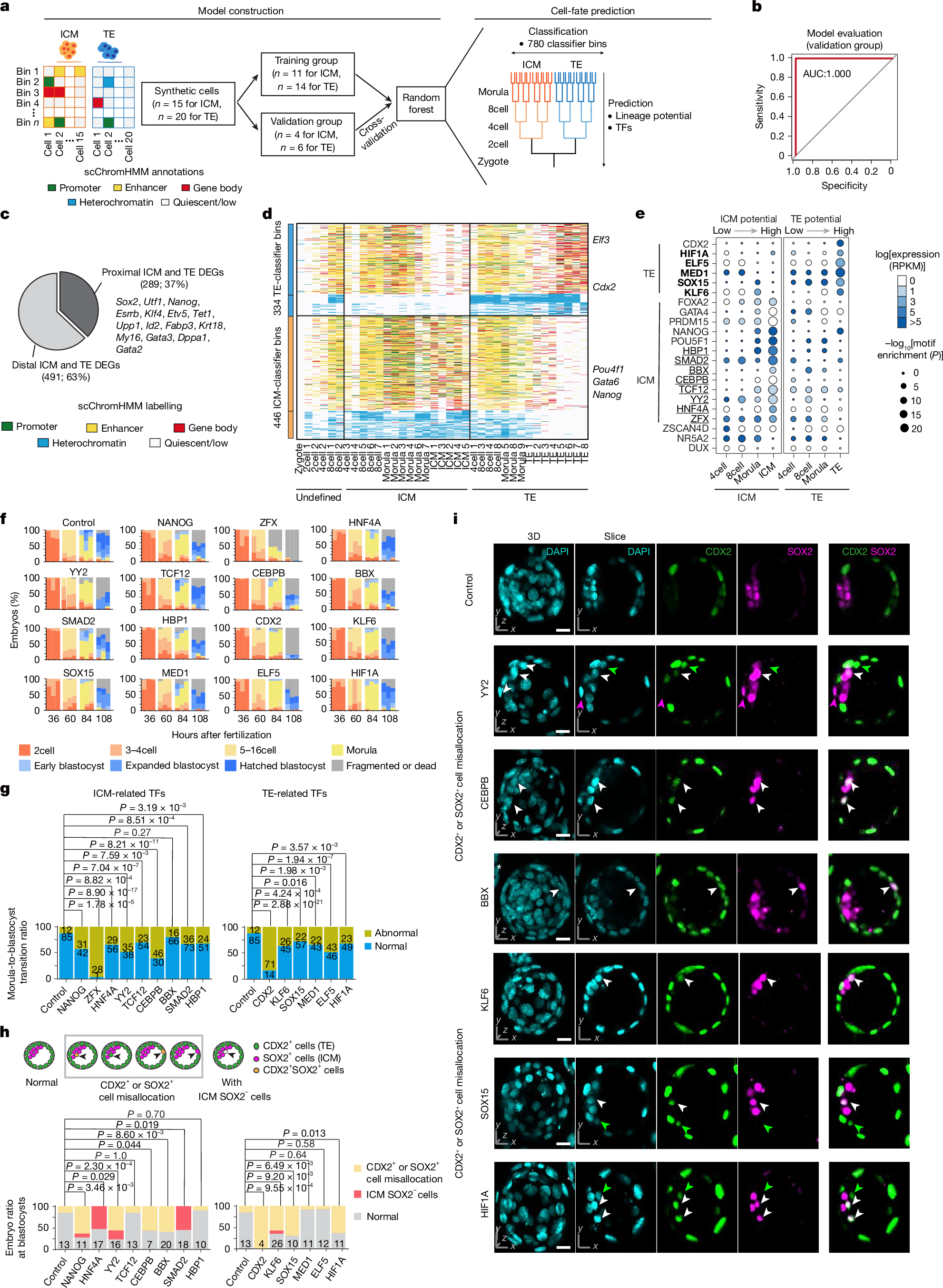 Fig. 5: Integration with single-cell CoTACIT multimodal profiles predicts chromatin states that prime the first cell-fate sorting towards ICM and TE cells.
