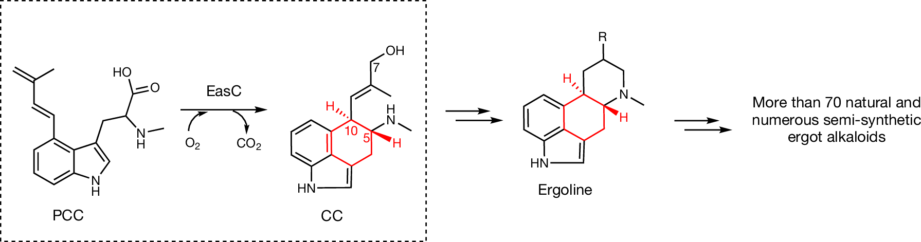 医薬品生合成におけるスーパーオキシドの触媒作用の解明(Study Reveals Superoxide Catalytic Role in Biosynthesis of Medicinal Products)