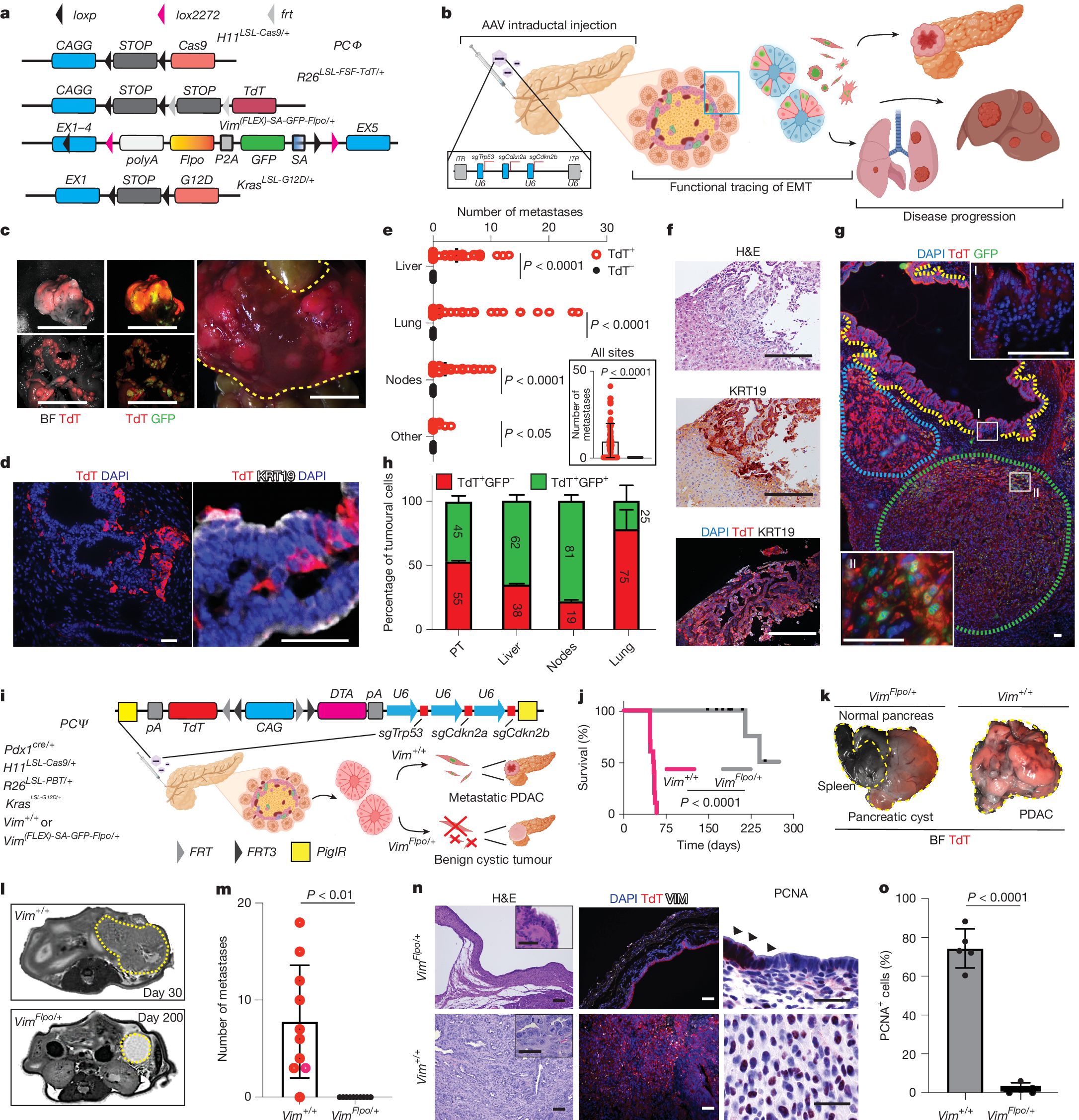 Evolutionary fingerprints of epithelial-to-mesenchymal transition | Nature