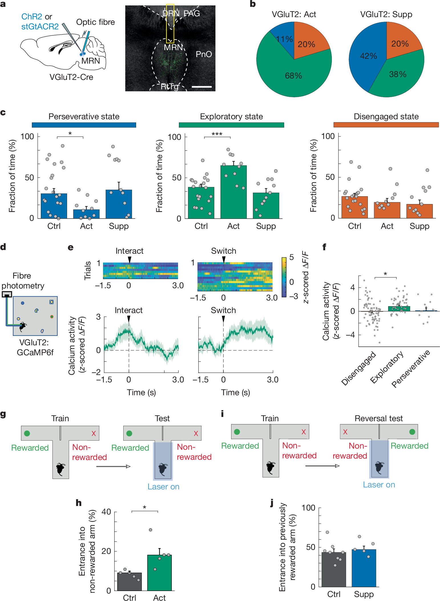 Fig. 2: VGluT2-expressing MRN neurons drive exploratory behaviour.