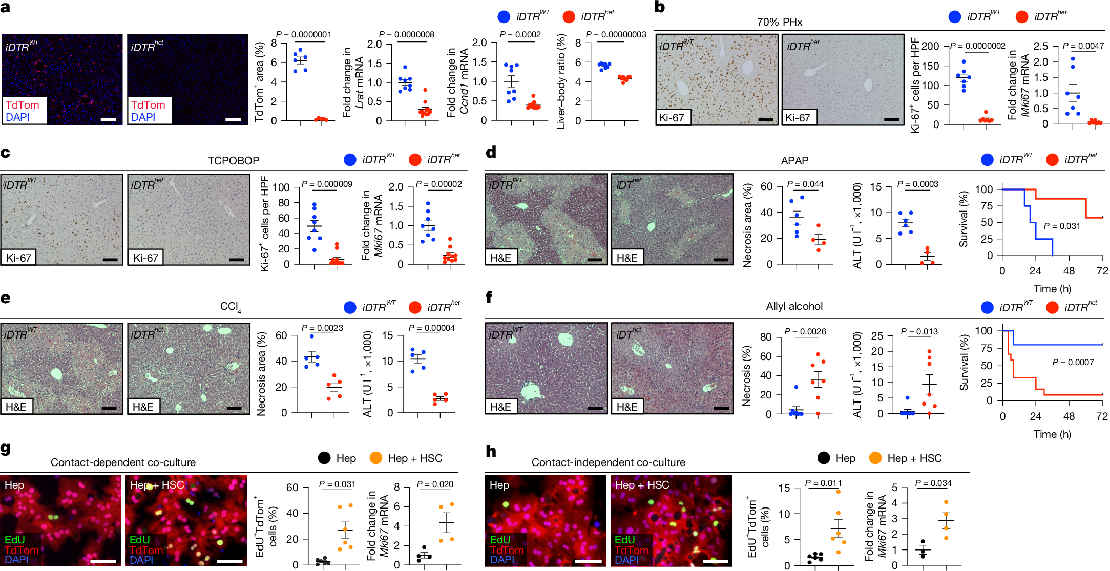 Fig. 1: HSCs regulate liver regeneration and injury.