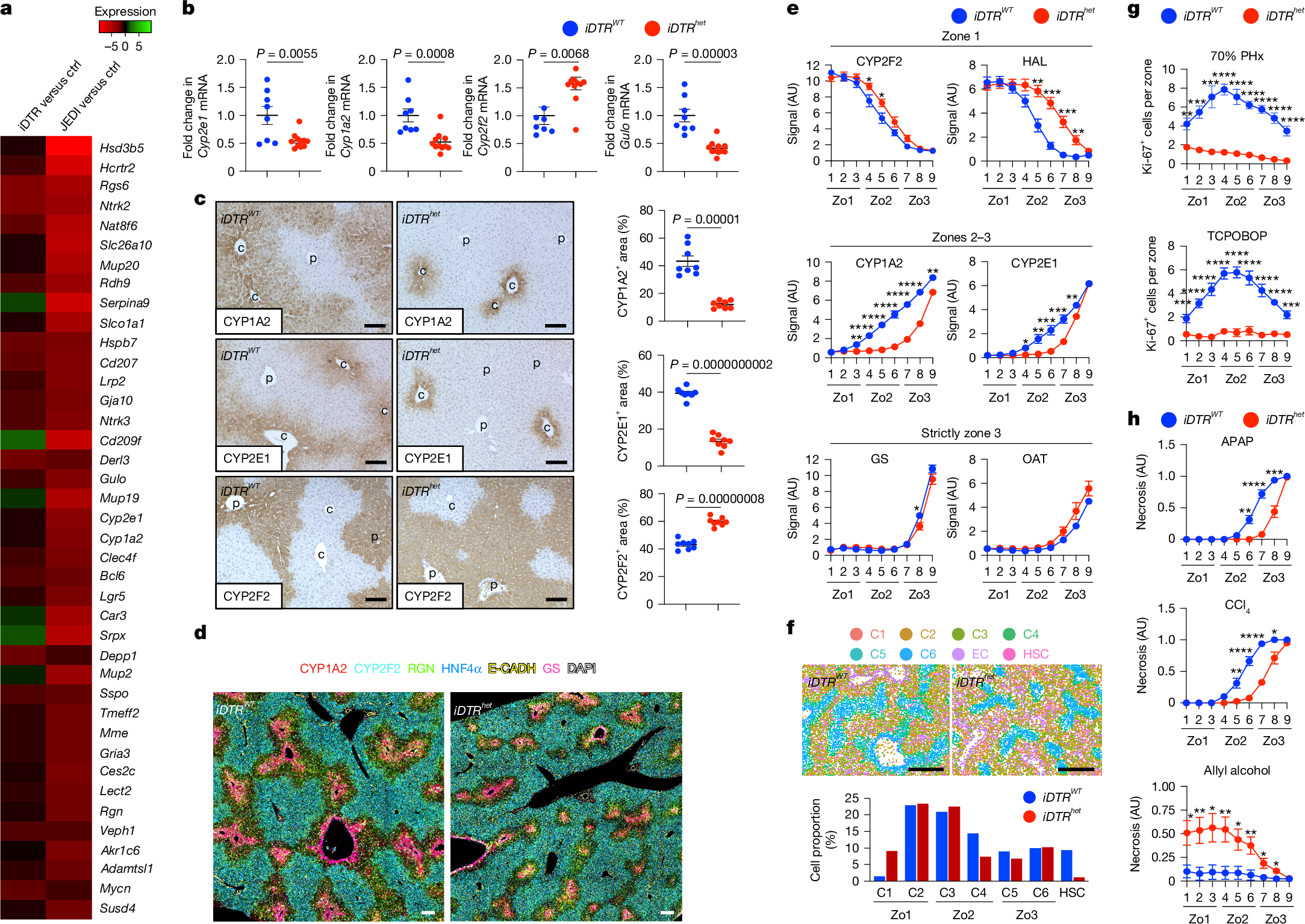 Fig. 2: HSCs regulate metabolic zonation and zone-specific injury and proliferation in the liver.