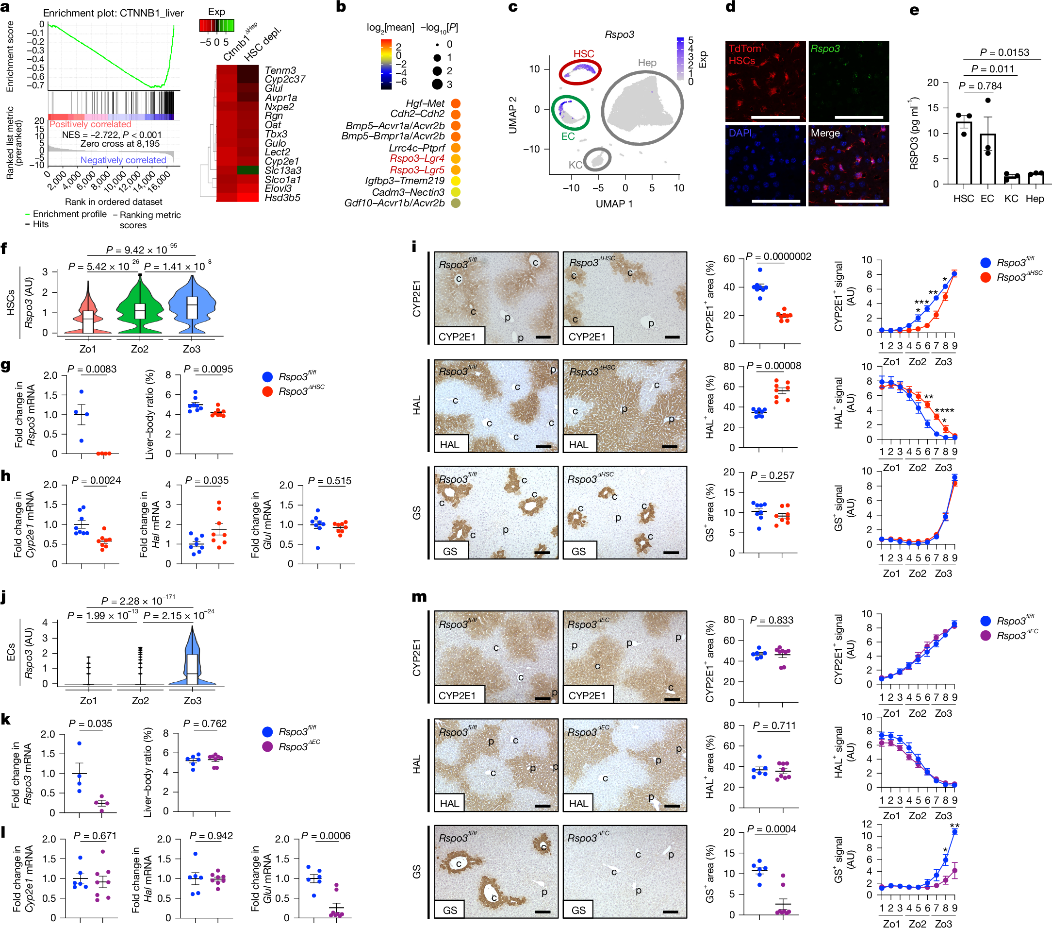 Fig. 3: HSC-derived RSPO3 regulates hepatocyte gene expression and liver zonation.