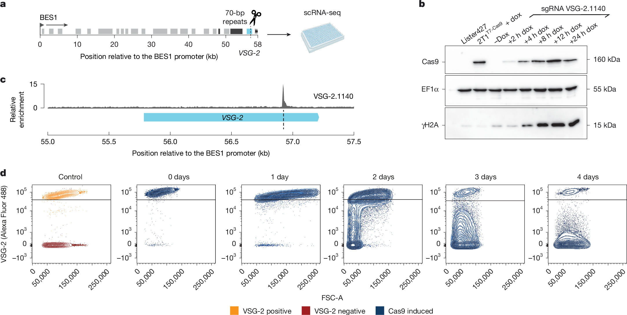 トリパノソーマにおける抗原活性化制御メカニズムを解読(Decoding the mechanism controlling antigen activation in trypanosomes)