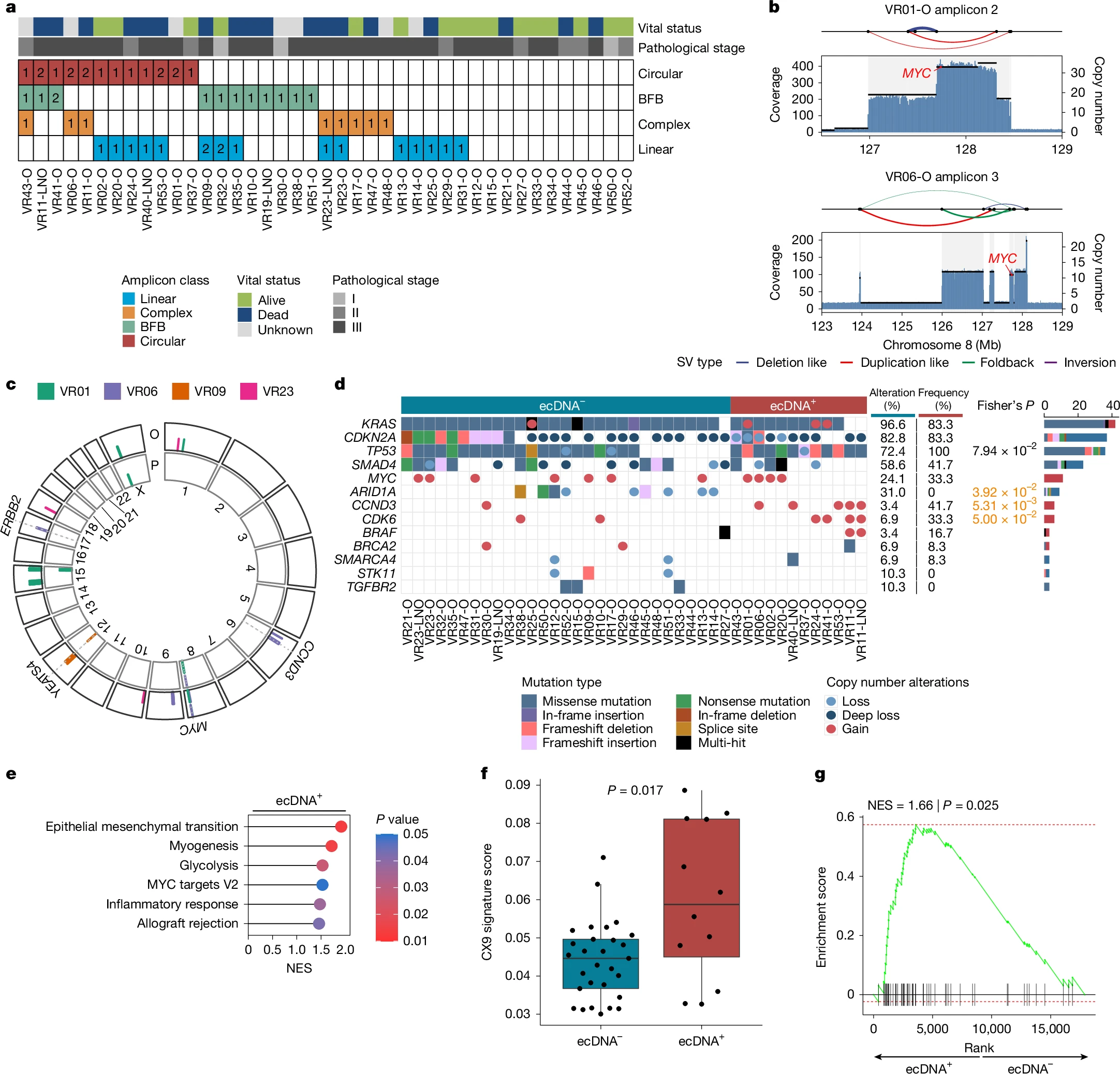 The Secret DNA Circles Fueling Pancreatic Cancer’s Aggression