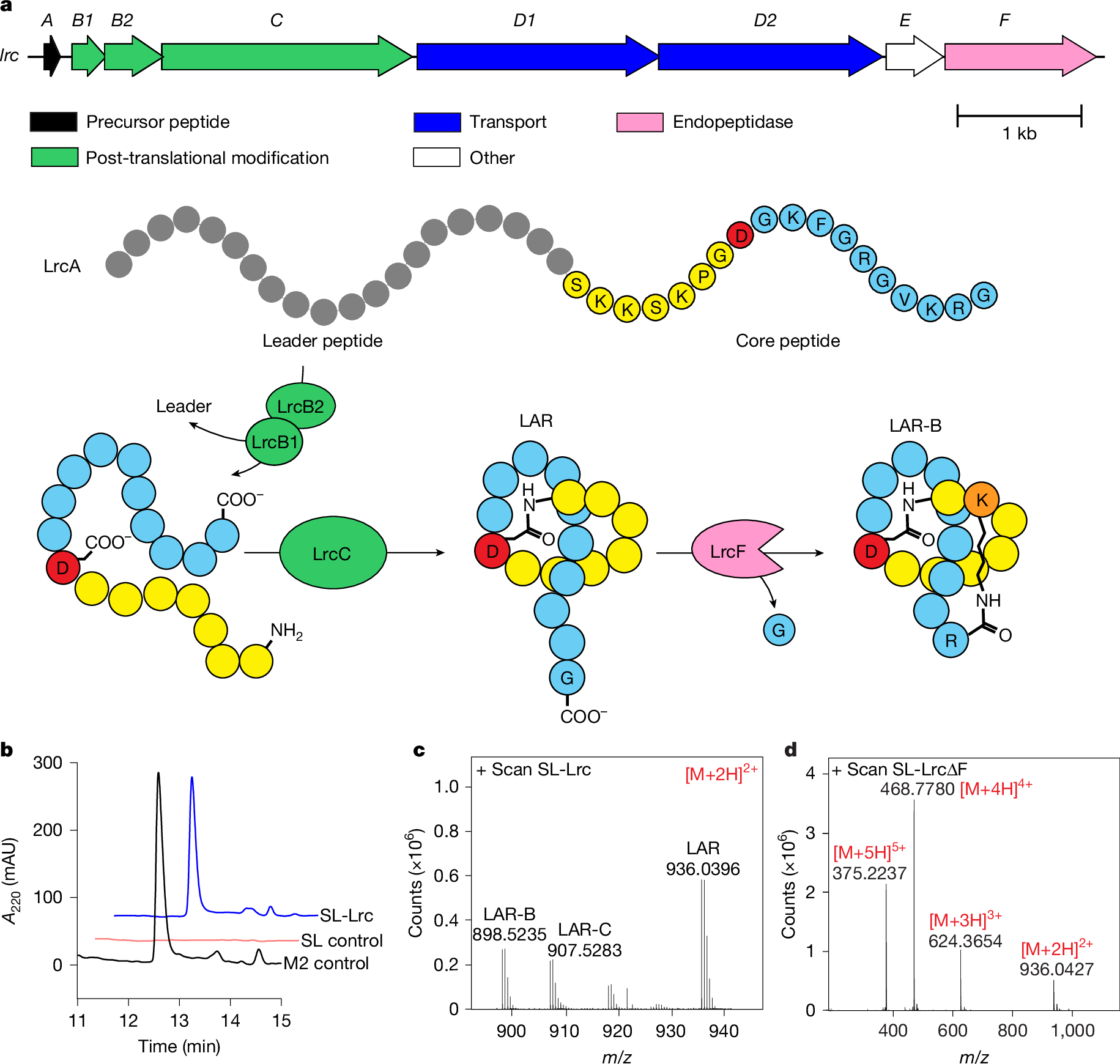 Author Correction: A broad-spectrum lasso peptide antibiotic targeting the bacterial ribosome