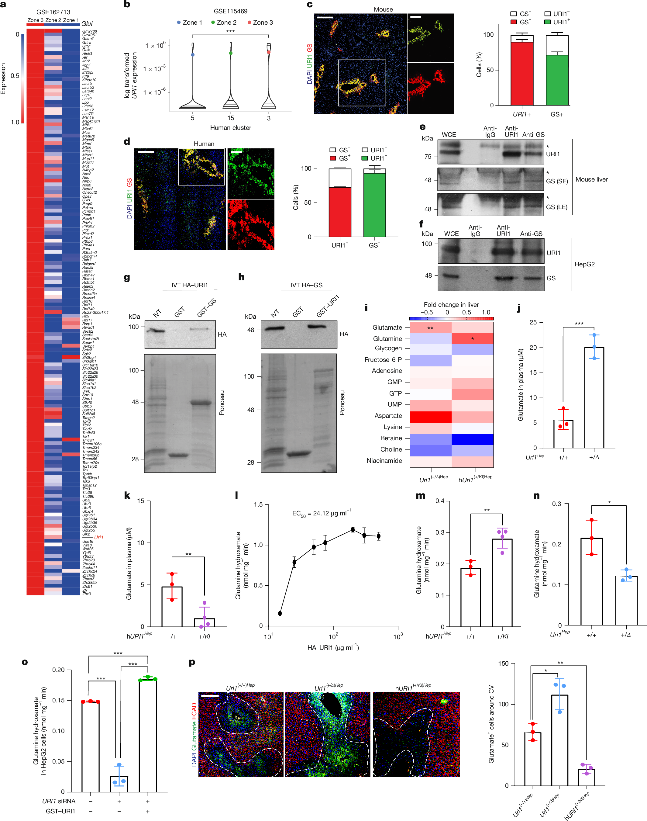 is glutathione good for hepa b Macrophages harness hepatocyte glutamate to boost liver regeneration