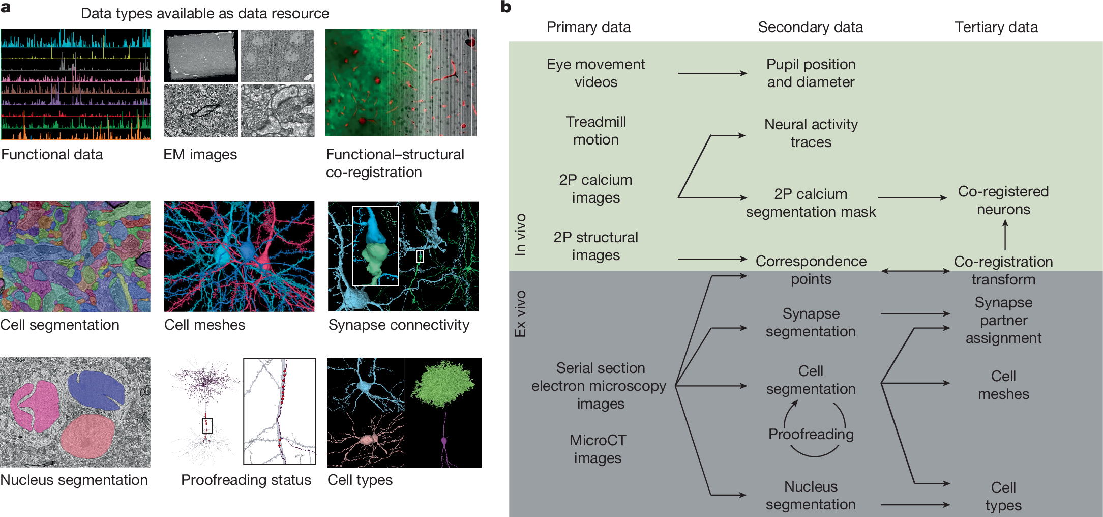 マウス脳における視覚知覚の接続を詳細にマッピング(Scientists map unprecedented detail of connections and visual perception in the mouse brain) マウス脳における視覚知覚の接続を詳細にマッピング(Scientists map unprecedented detail of connections and visual perception in the mouse brain)