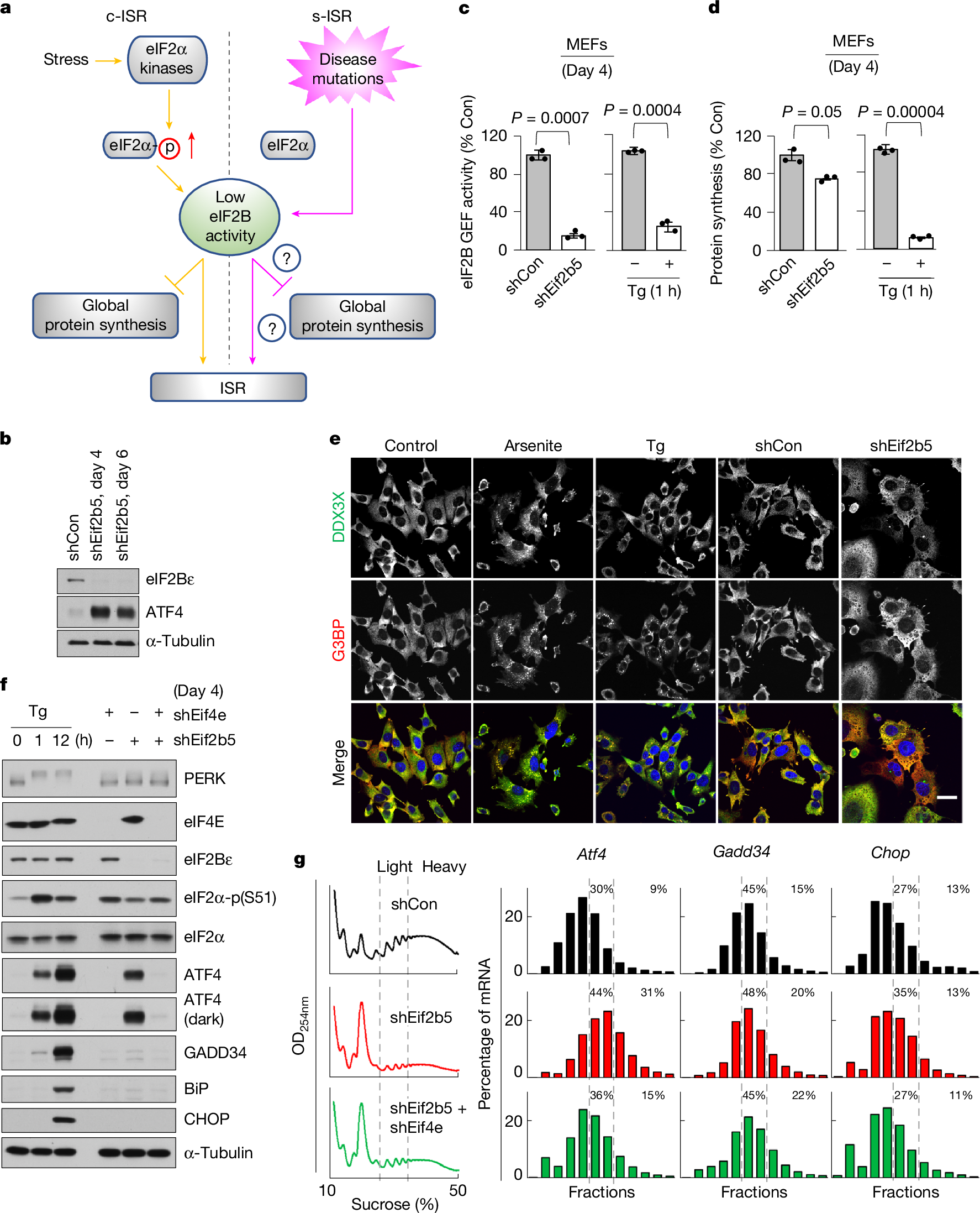 細胞がストレスに対応する新たなメカニズムを発見(New mechanism for how cells handle stress discovered)