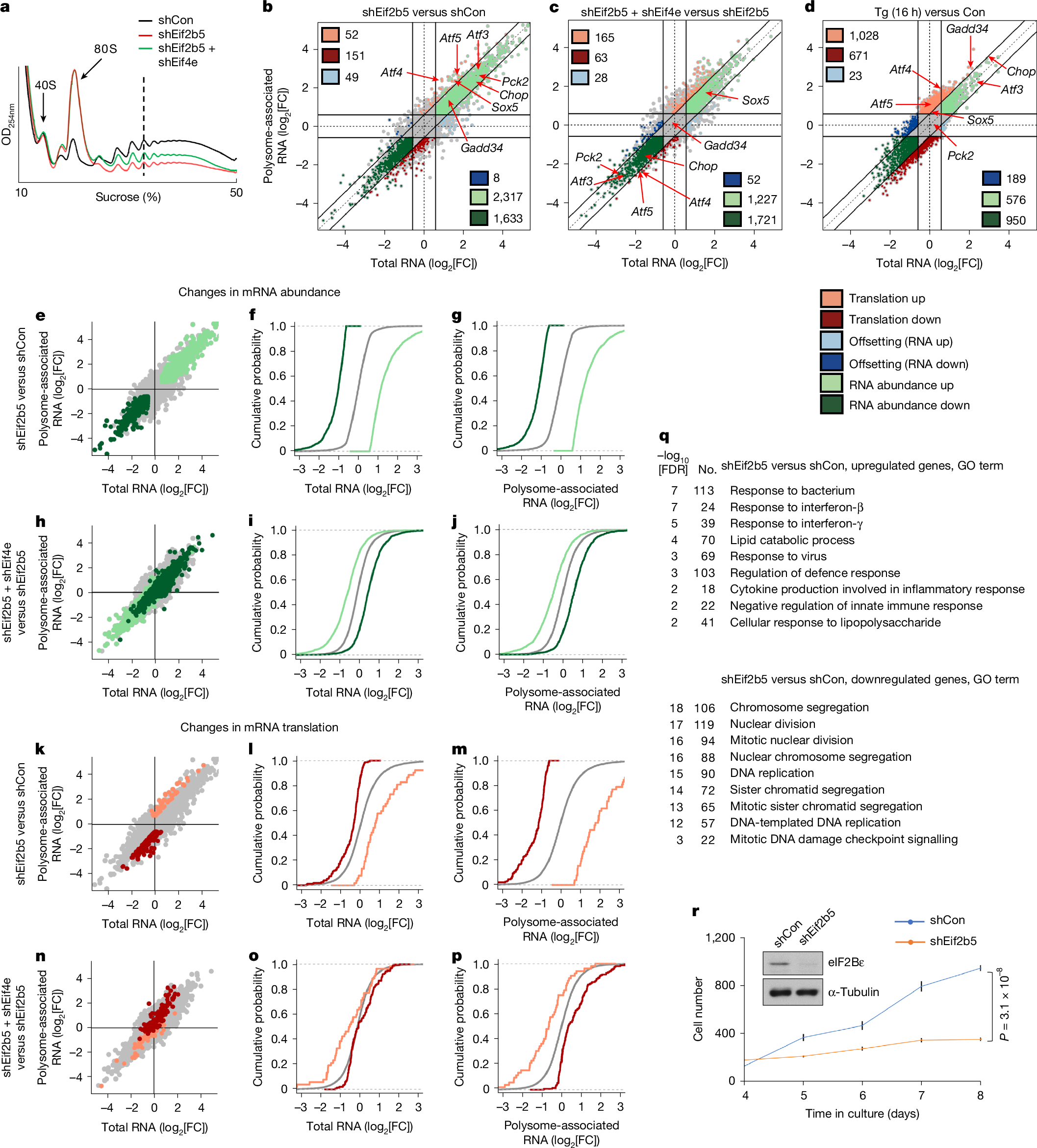 Fig. 2: s-ISR is positively regulated by eIF4E.
