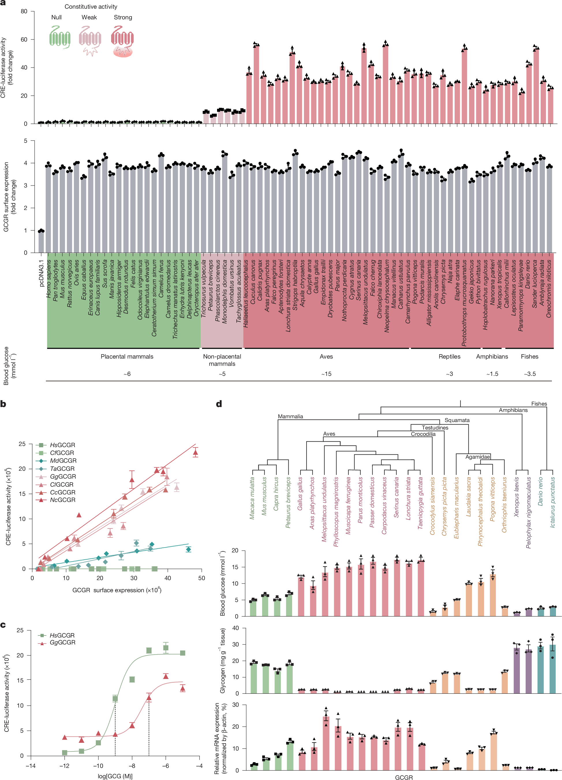 Constitutively active glucagon receptor drives high blood glucose in birds  | Nature