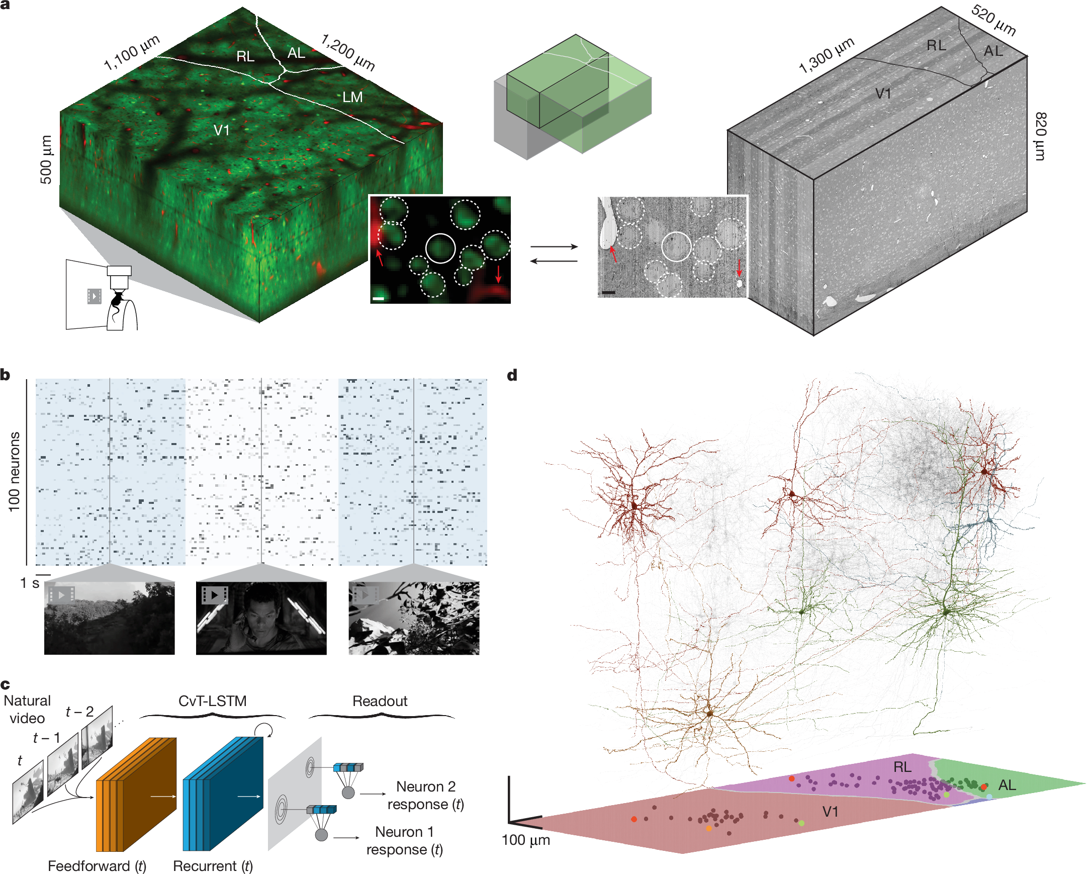 Fig. 1: Overview of MICrONS dataset.